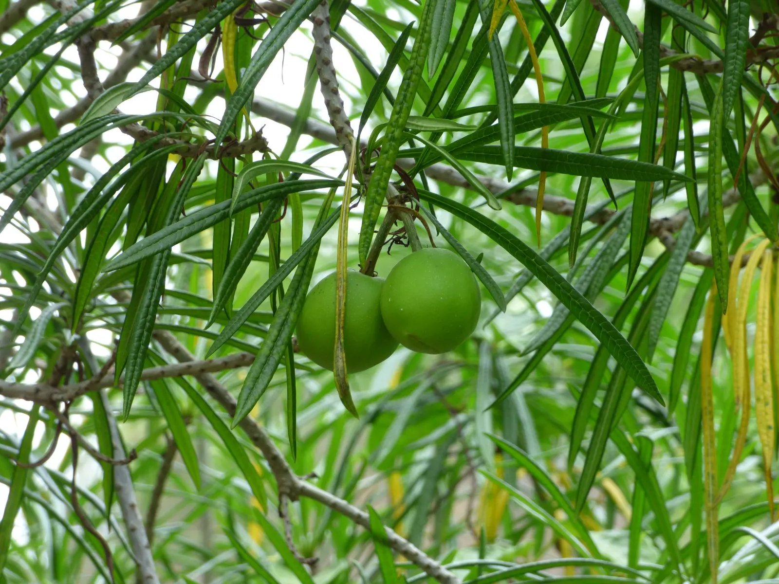 Yellow-Oleander (Thevetia Peruviana) — It prefers full sun to partial shade and well-drained soil; due to its toxicity and potential to grow to a, image 152