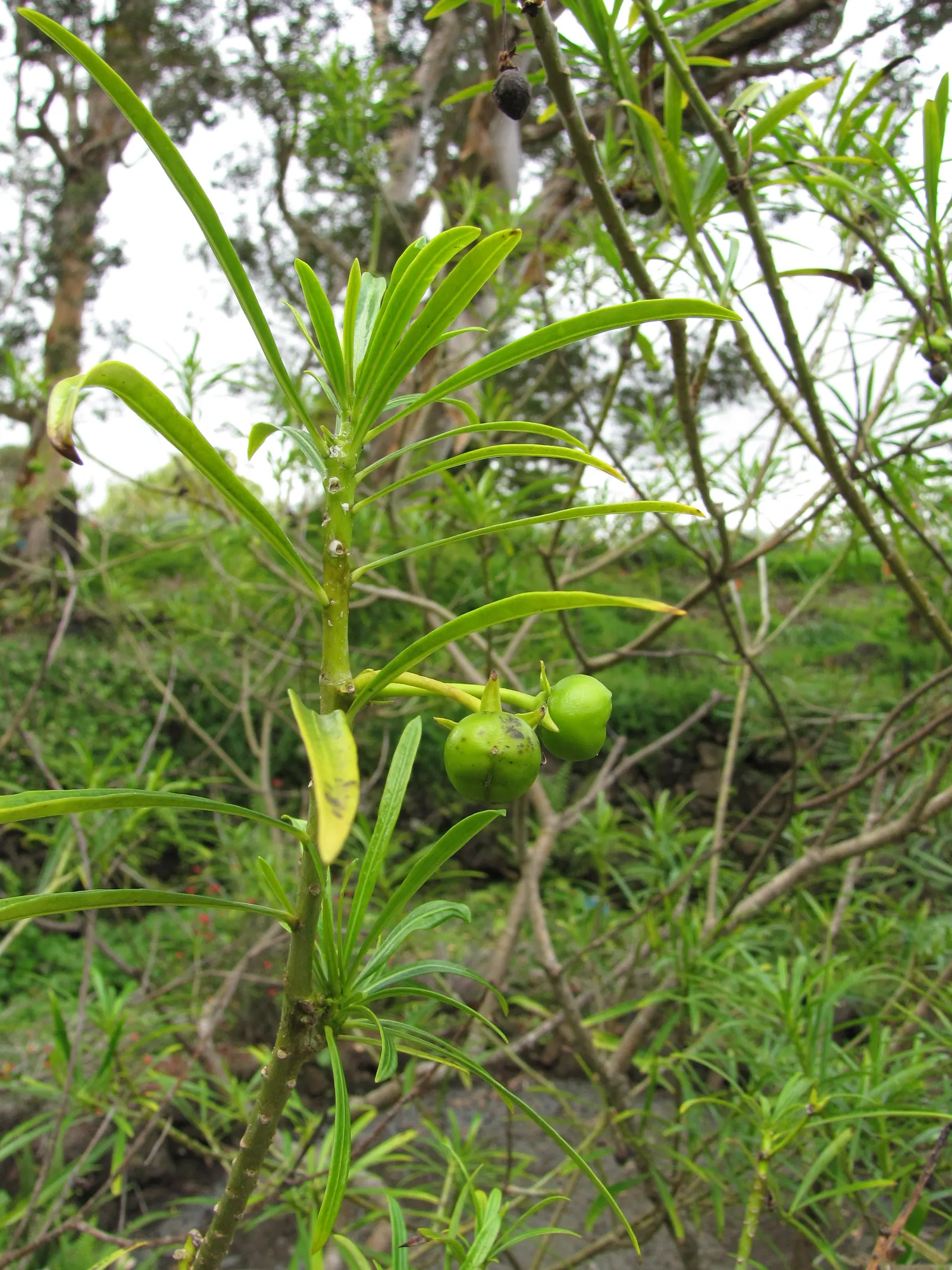 Yellow-Oleander (Thevetia Peruviana) — due to its toxicity and potential to grow to a significant size; caution: All parts are highly toxic if, image 109