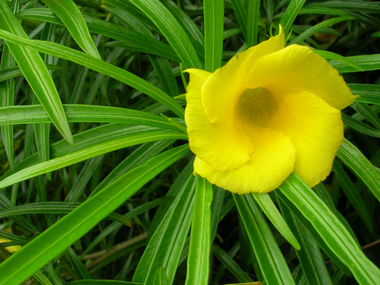 Yellow-Oleander (Thevetia Peruviana) — Often employed as a focal point in landscape designs; caution: All parts are highly toxic if ingested, image 93