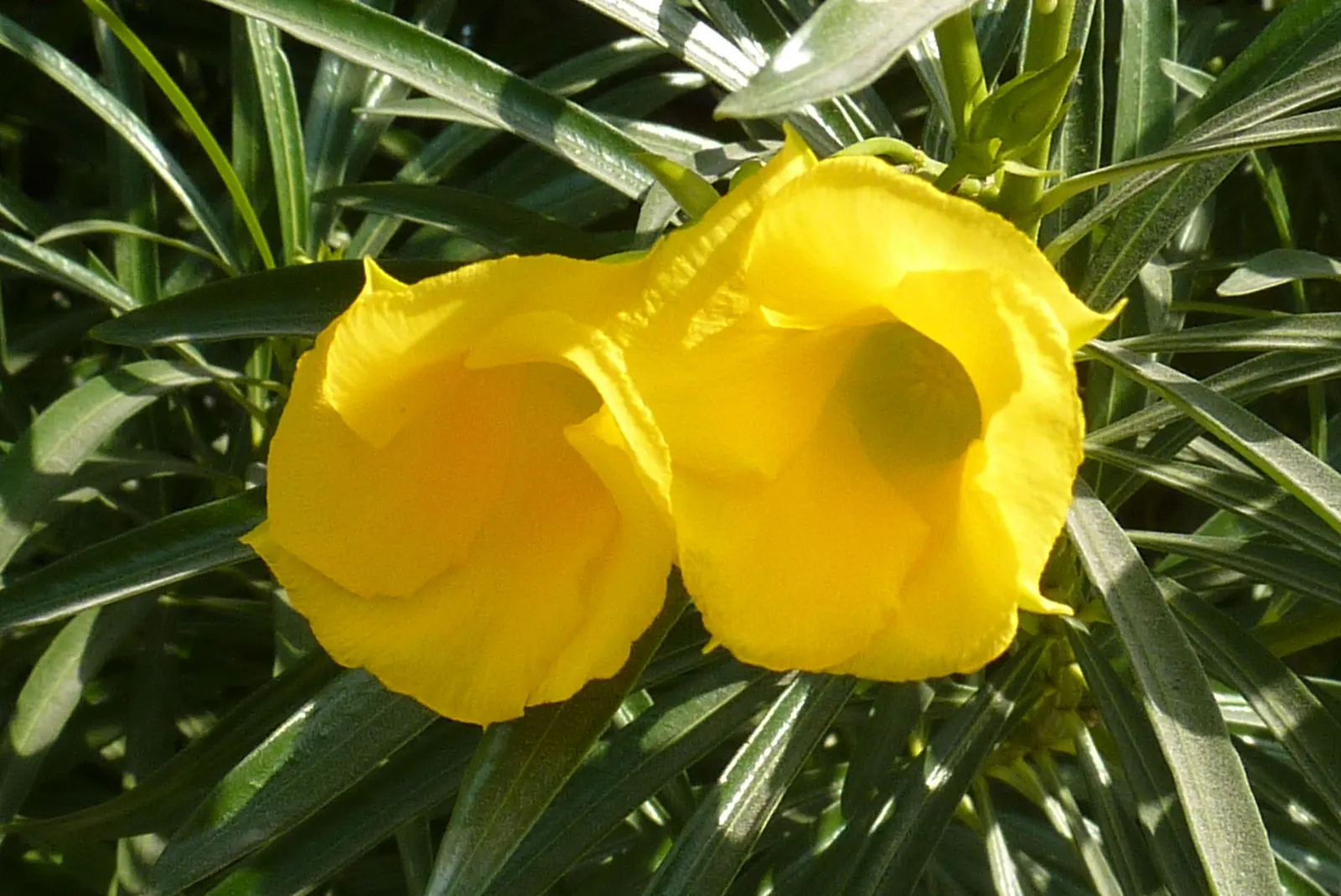 Yellow-Oleander (Thevetia Peruviana) — shrub / tree for full; due to its toxicity and potential to grow to a significant size, image 140