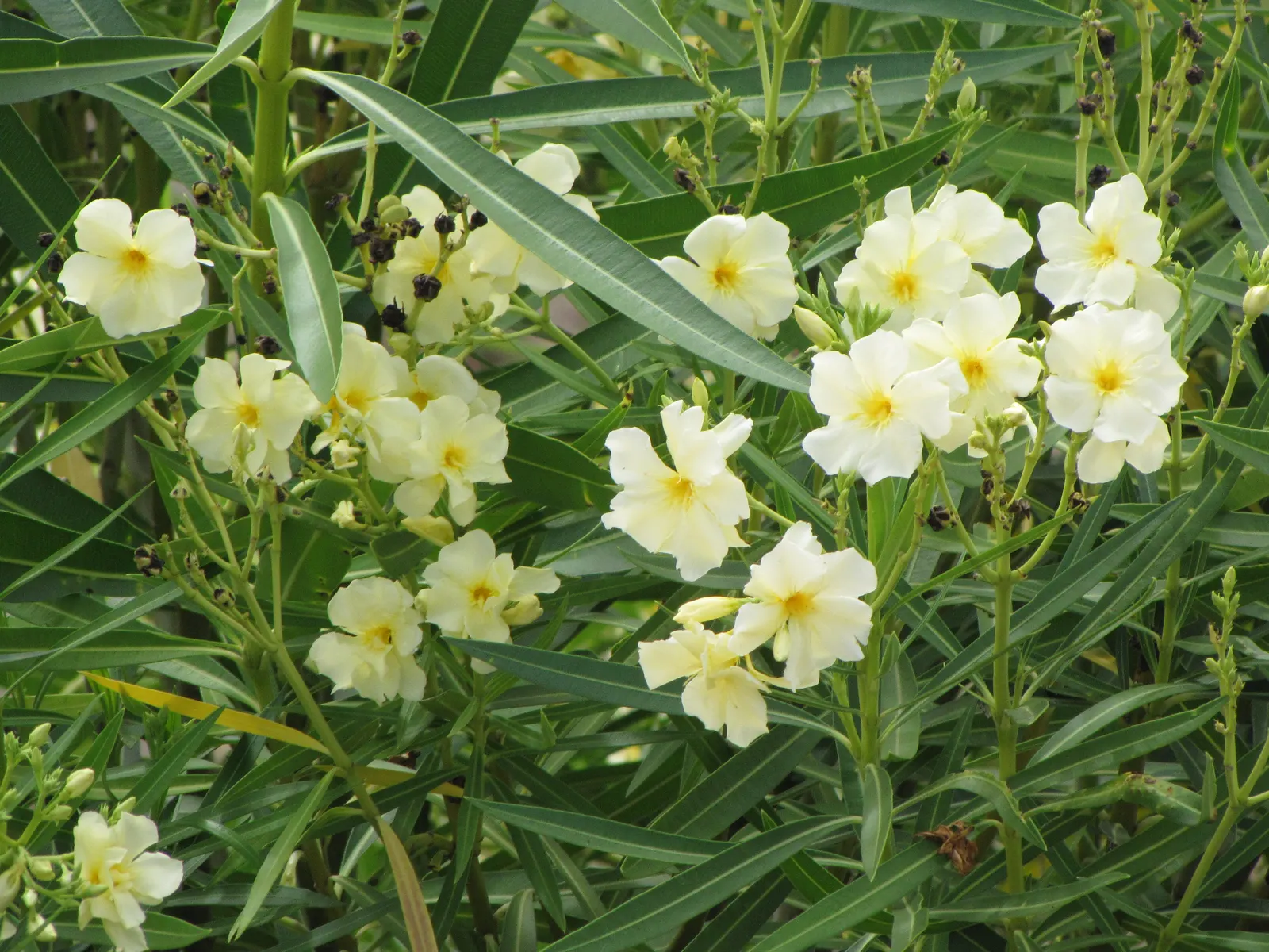 Yellow-Oleander (Thevetia Peruviana) — scientifically known as Thevetia peruviana; attracting pollinators such as bees and butterflies to the garden, image 119