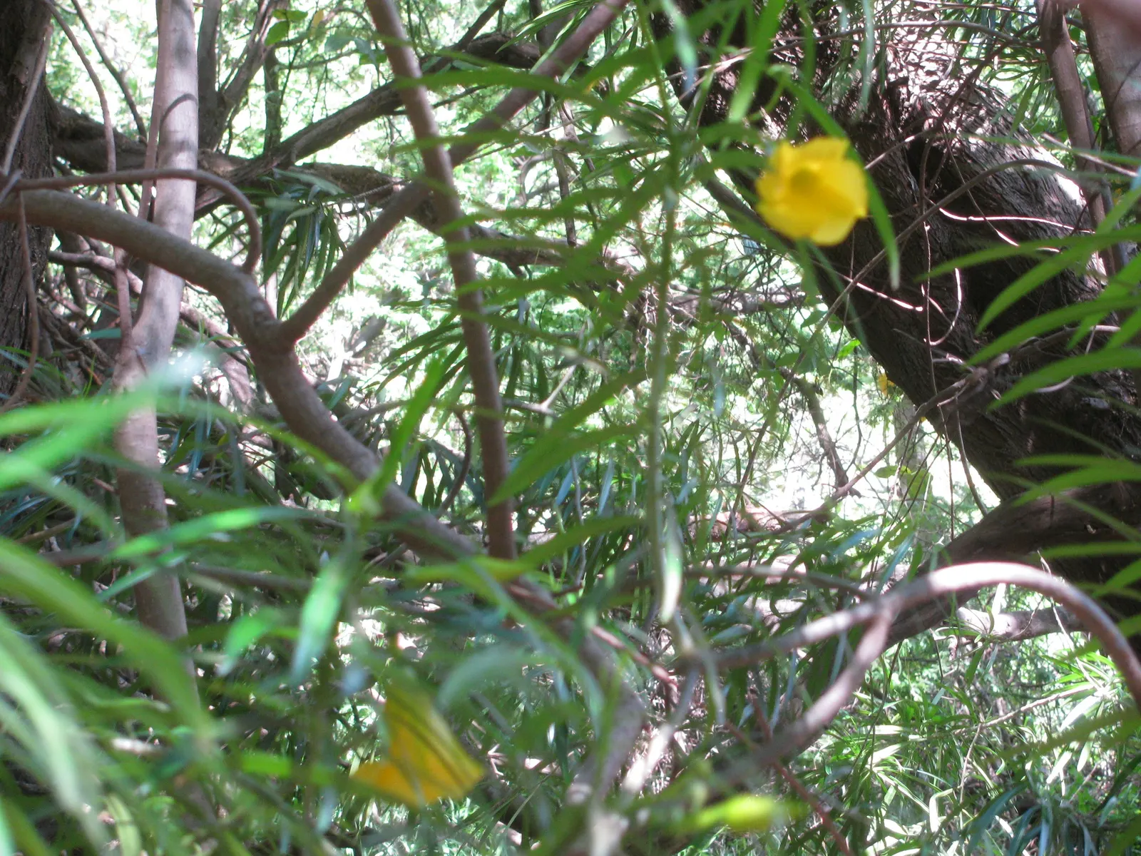 Yellow-Oleander (Thevetia Peruviana) — while the vivid blooms can reach up to 2 inches in length; caution: All parts are highly toxic if ingested, image 73