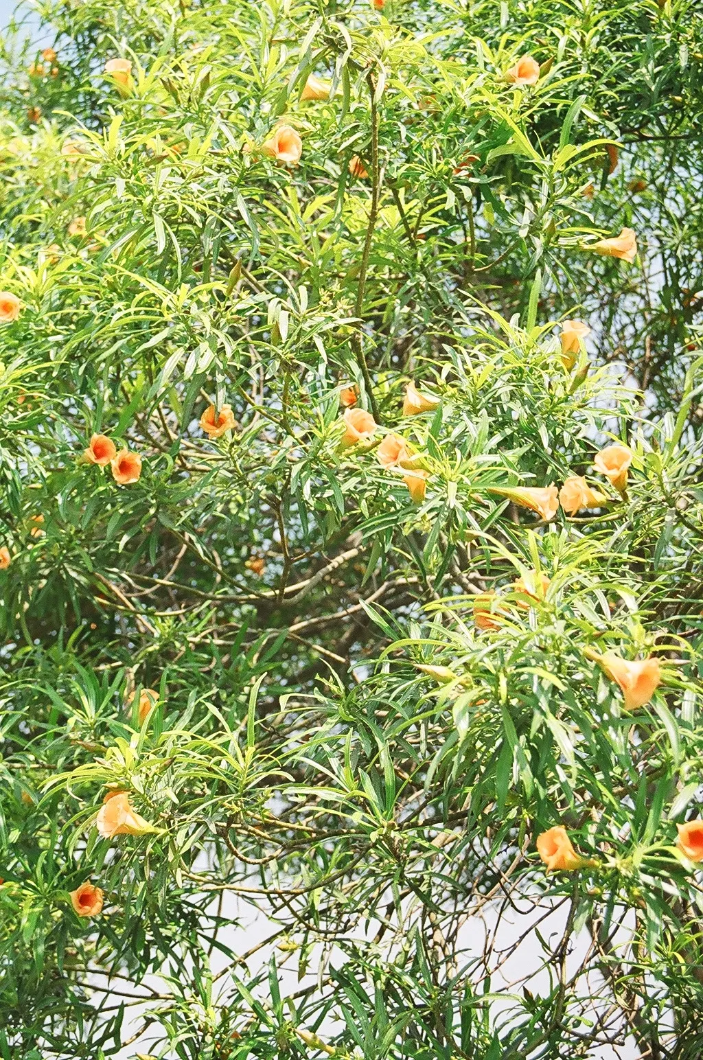 Yellow-Oleander (Thevetia Peruviana) — this evergreen shrub can grow anywhere between 6 to 12 feet in height with a spread of 6 to 10 feet
