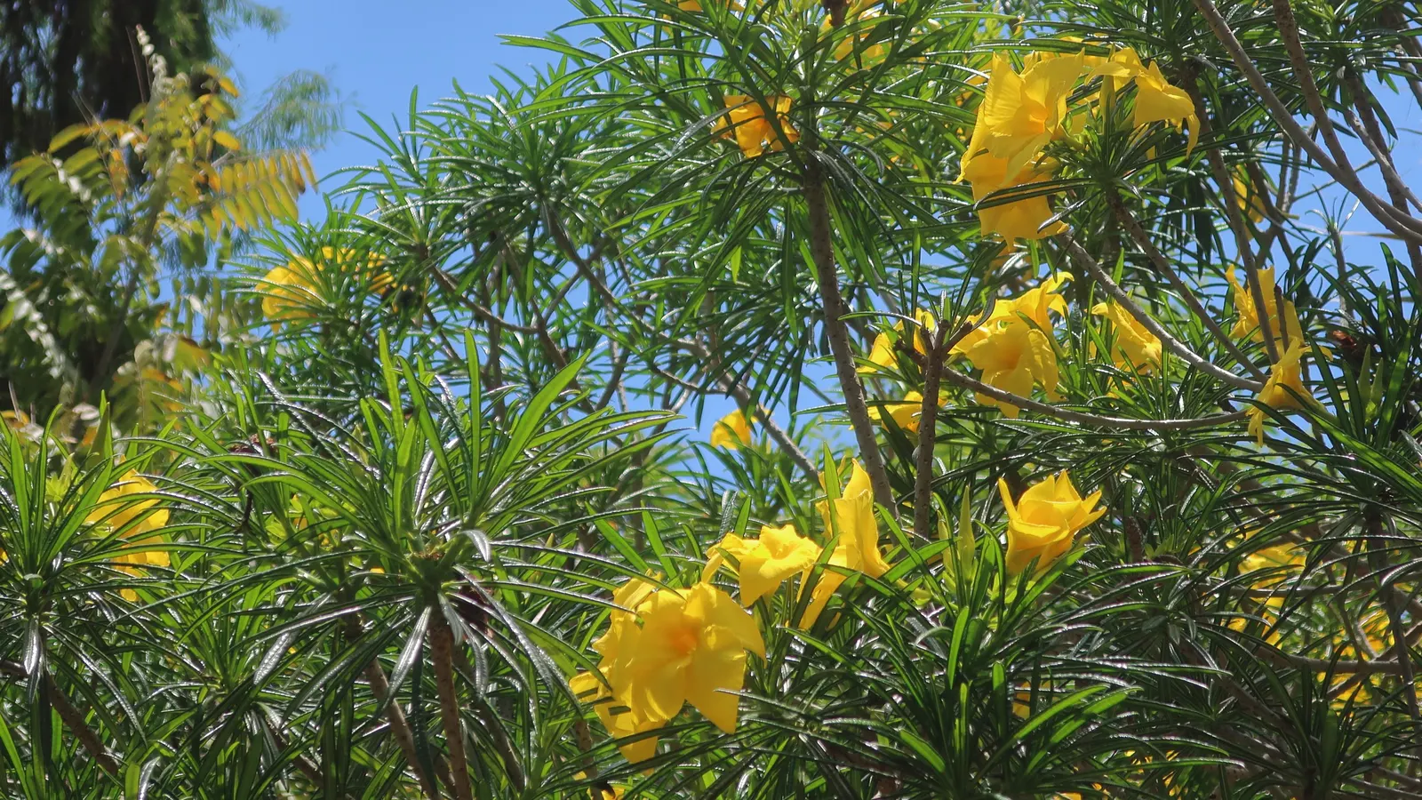 Yellow-Oleander (Thevetia Peruviana) — <br><br>Originating from Central and South America, Thevetia peruviana thrives in USDA hardiness zones 8 to, image 95