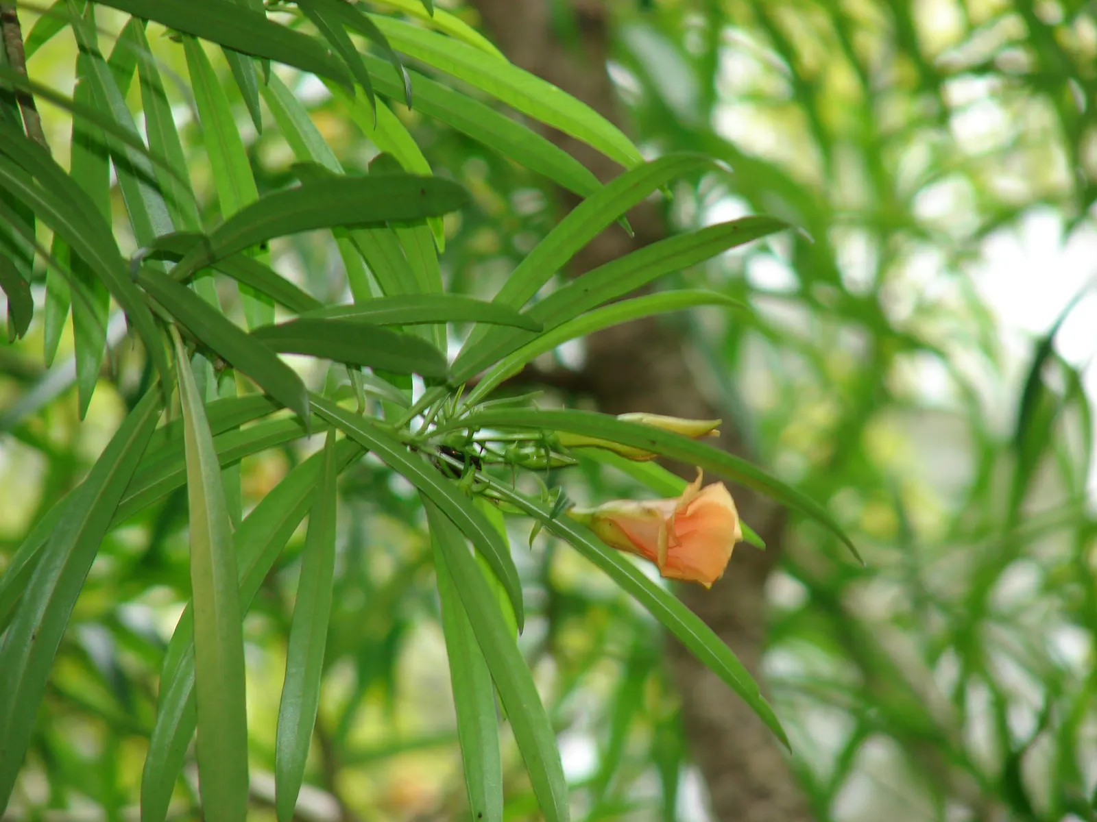 Yellow-Oleander (Thevetia Peruviana) — Often employed as a focal point in landscape designs