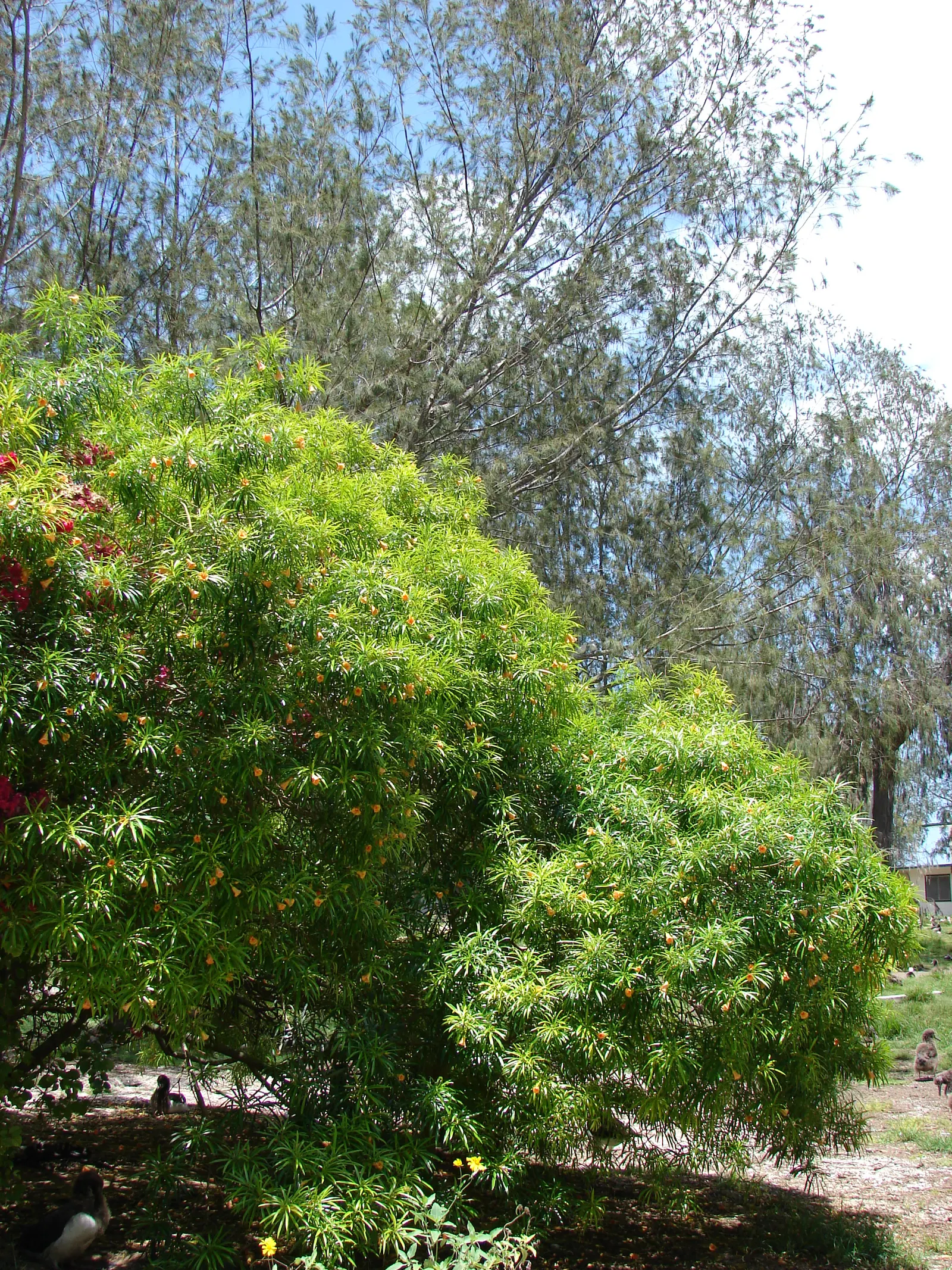 Yellow-Oleander (Thevetia Peruviana) — Ideal for accent planting and hedges; caution: All parts are highly toxic if ingested, image 145