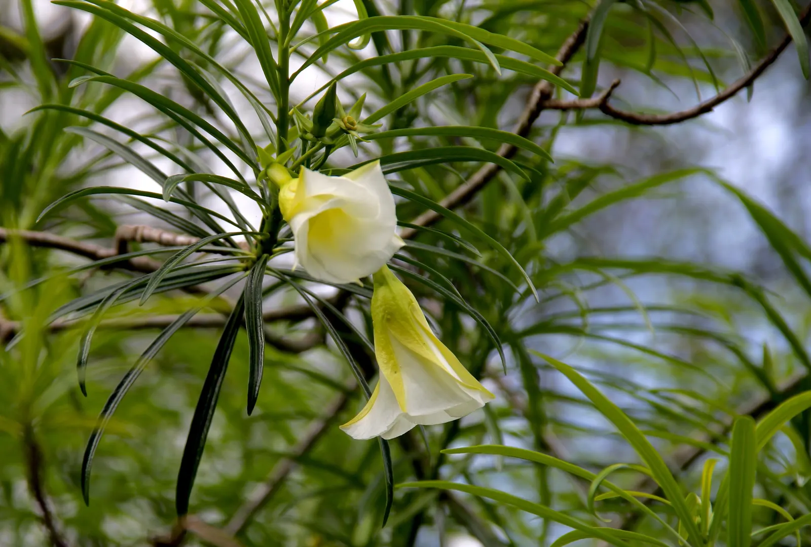Yellow-Oleander (Thevetia Peruviana) — orange and yellow flowers in the garden