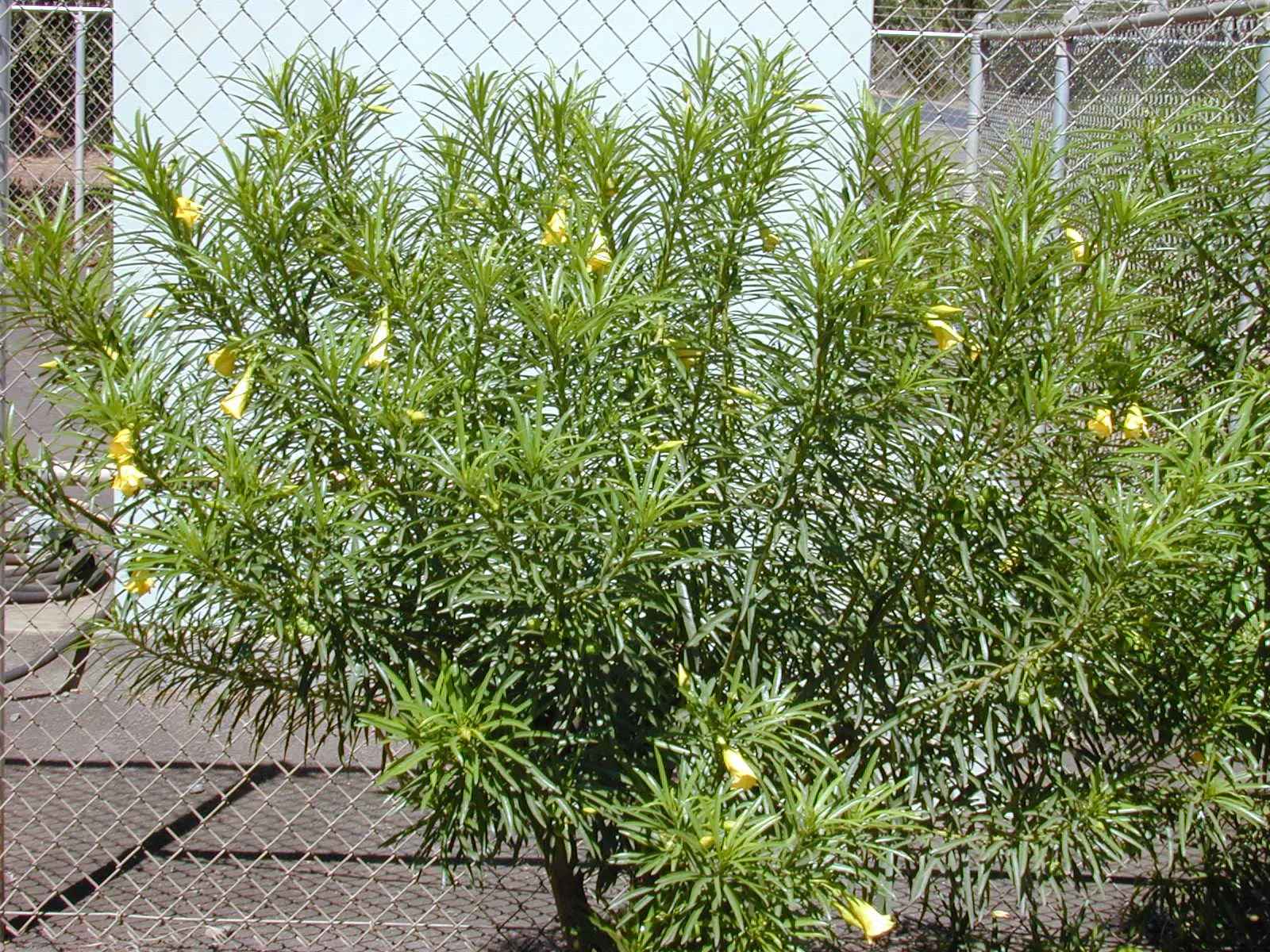 Yellow-Oleander (Thevetia Peruviana) — It features narrow, glossy leaves and produces showy, trumpet-shaped yellow flowers year-round, image 86