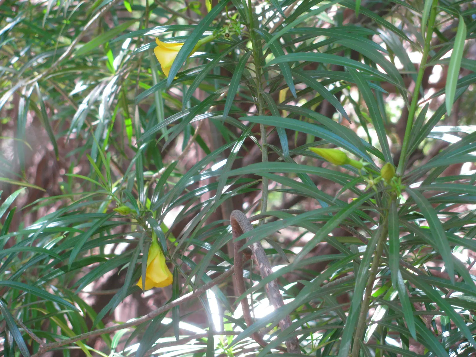 Yellow-Oleander (Thevetia Peruviana) — this evergreen shrub can grow anywhere between 6 to 12 feet in height with a spread of 6 to 10 feet, image 94