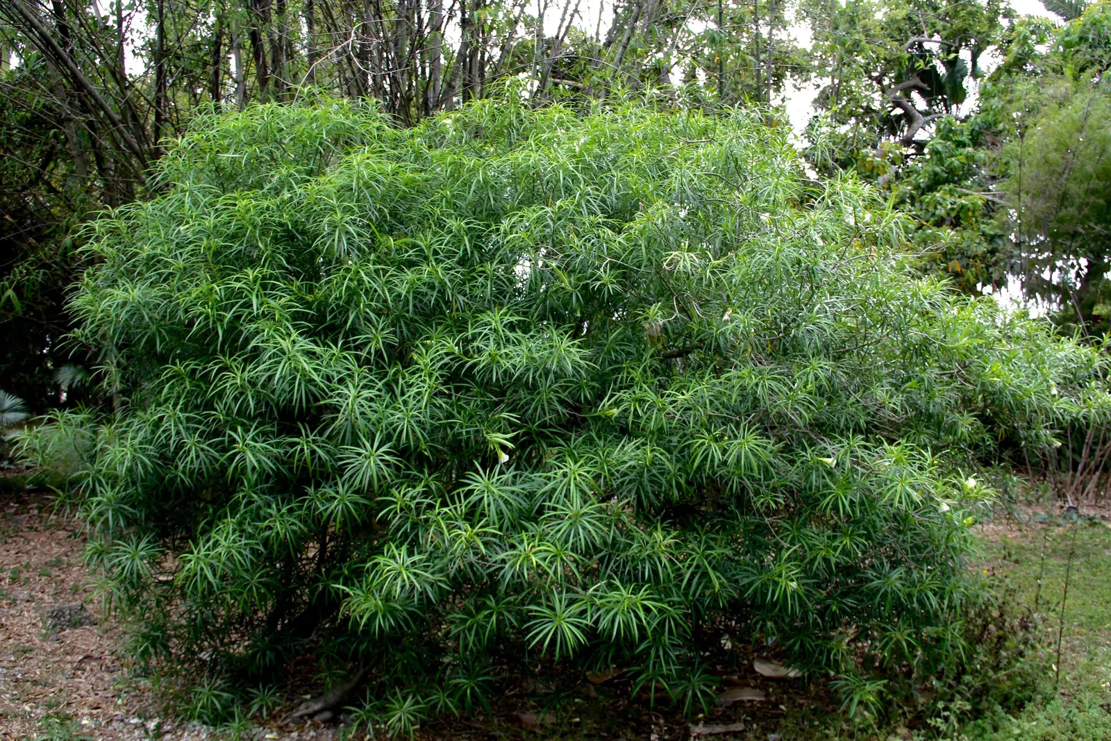 Yellow-Oleander (Thevetia Peruviana) — Requires minimal maintenance once established; <br><br>Originating from Central and South America, Thevetia, image 146