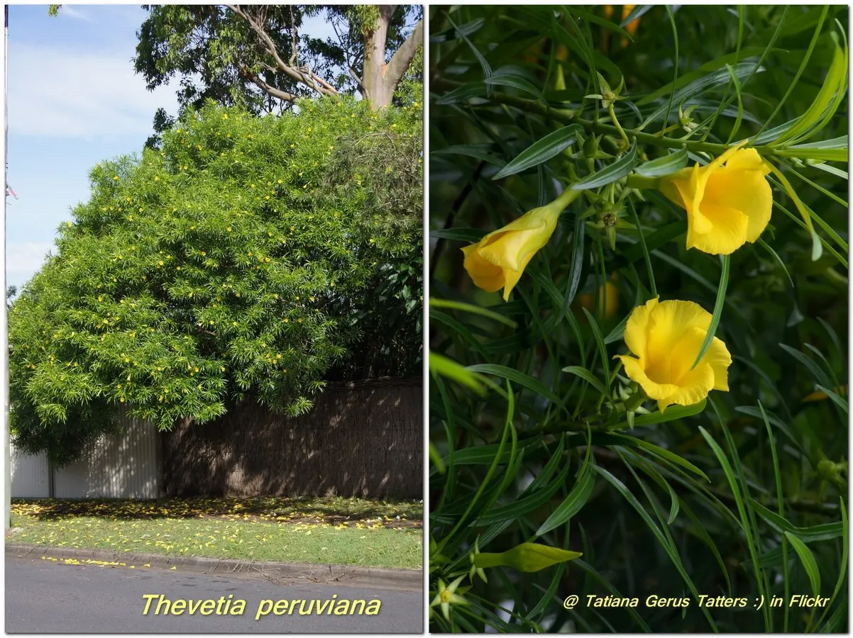Yellow-Oleander (Thevetia Peruviana) — It prefers full sun to partial shade and well-drained soil; due to its toxicity and potential to grow to a, image 68