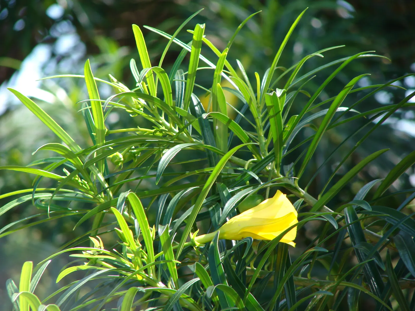 Yellow-Oleander (Thevetia Peruviana) — Ideal for accent planting and hedges; caution: All parts are highly toxic if ingested
