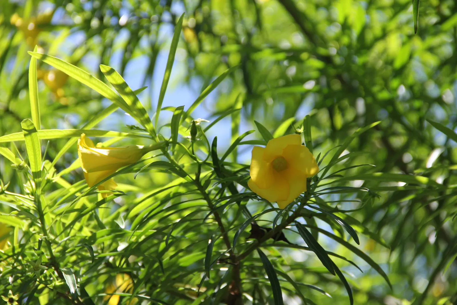 Yellow-Oleander (Thevetia Peruviana) — scientifically known as Thevetia peruviana; attracting pollinators such as bees and butterflies to the garden