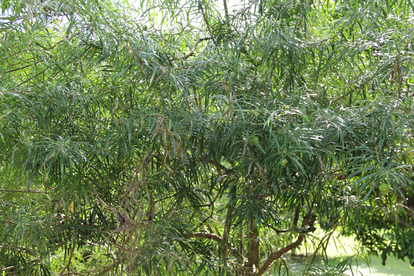 Yellow-Oleander (Thevetia Peruviana) — delivering a long-lasting display.<br><br>Notably; due to its toxicity and potential to grow to a, image 132