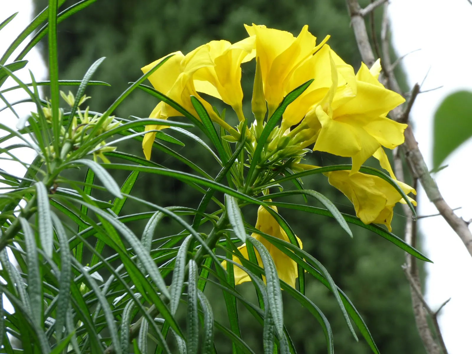 Yellow-Oleander (Thevetia Peruviana) — <br><br>Originating from Central and South America, Thevetia peruviana thrives in USDA hardiness zones 8 to, image 39