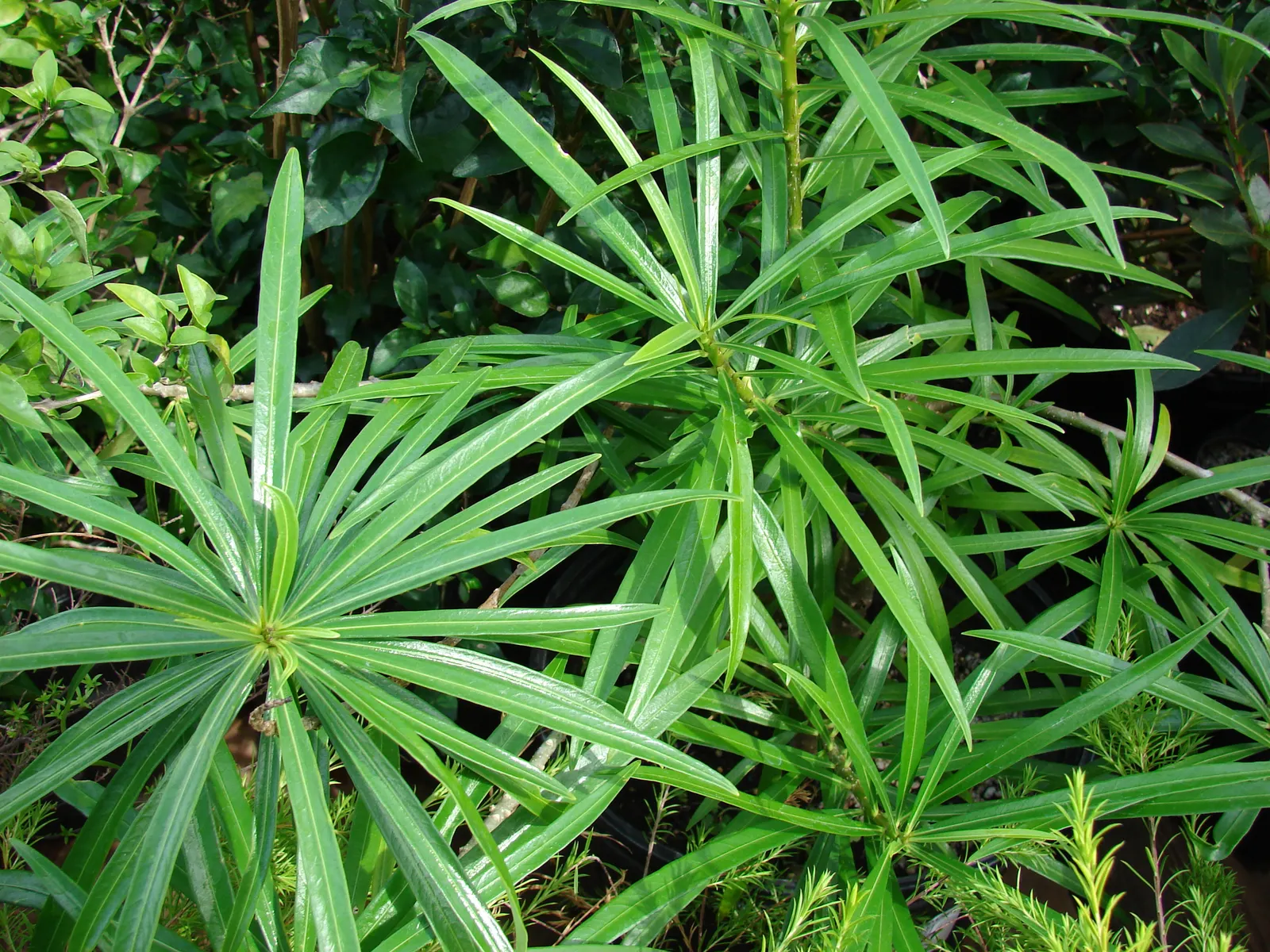 Yellow-Oleander (Thevetia Peruviana) — Requires minimal maintenance once established; <br><br>Originating from Central and South America, Thevetia, image 118