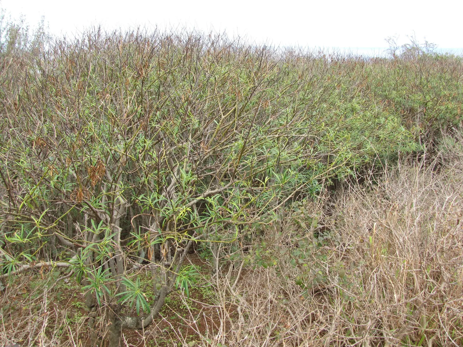 Yellow-Oleander (Thevetia Peruviana) — minimal pruning is required to maintain its shape and encourage bushier growth; due to its toxicity and, image 136