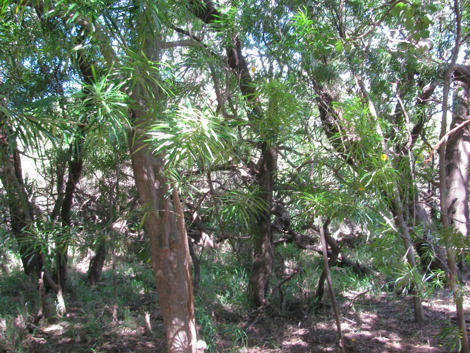 Yellow-Oleander (Thevetia Peruviana) — attracting pollinators such as bees and butterflies to the garden; <br><br>Originating from Central and, image 102