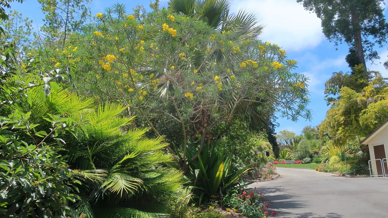 Yellow-Oleander (Thevetia Peruviana) — It features narrow, glossy leaves and produces showy, trumpet-shaped yellow flowers year-round; <br><br>Originating from