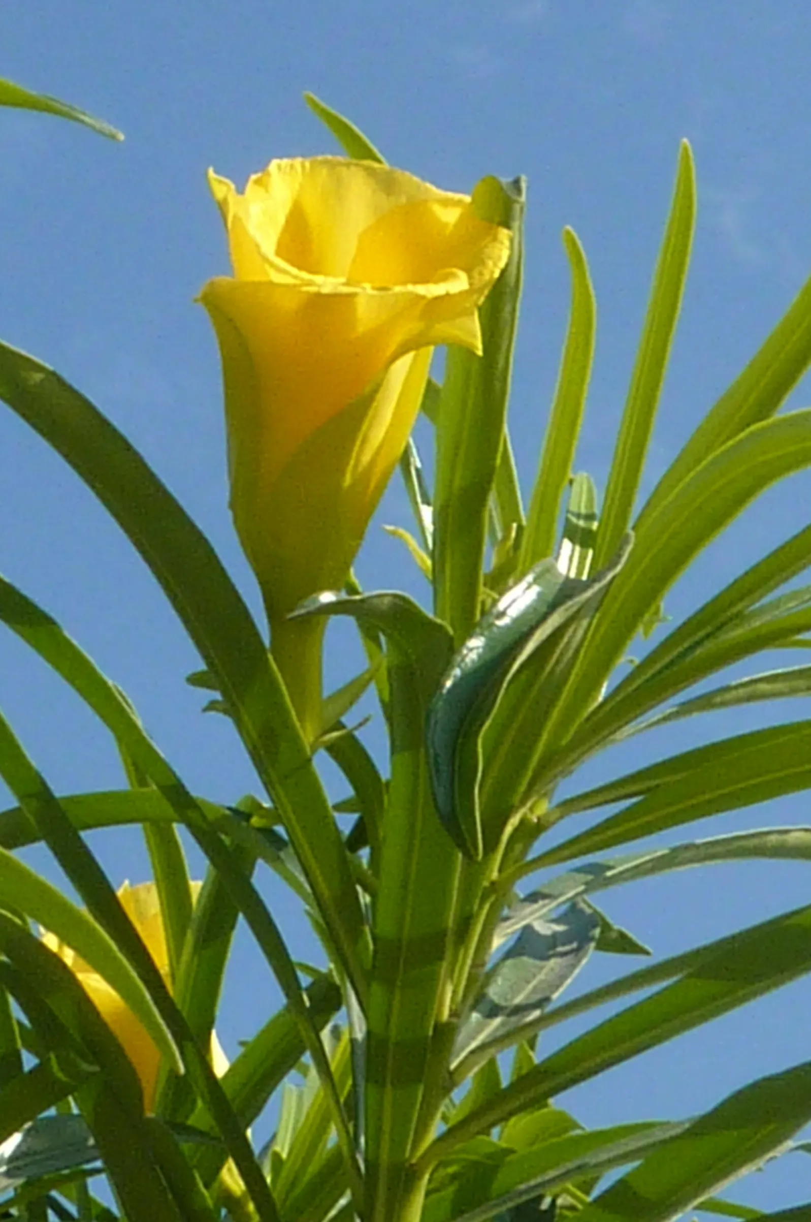 Yellow-Oleander (Thevetia Peruviana) — The plant's sap can also be irritating to the skin.<br><br>For maintenance; attracting pollinators such as, image 135