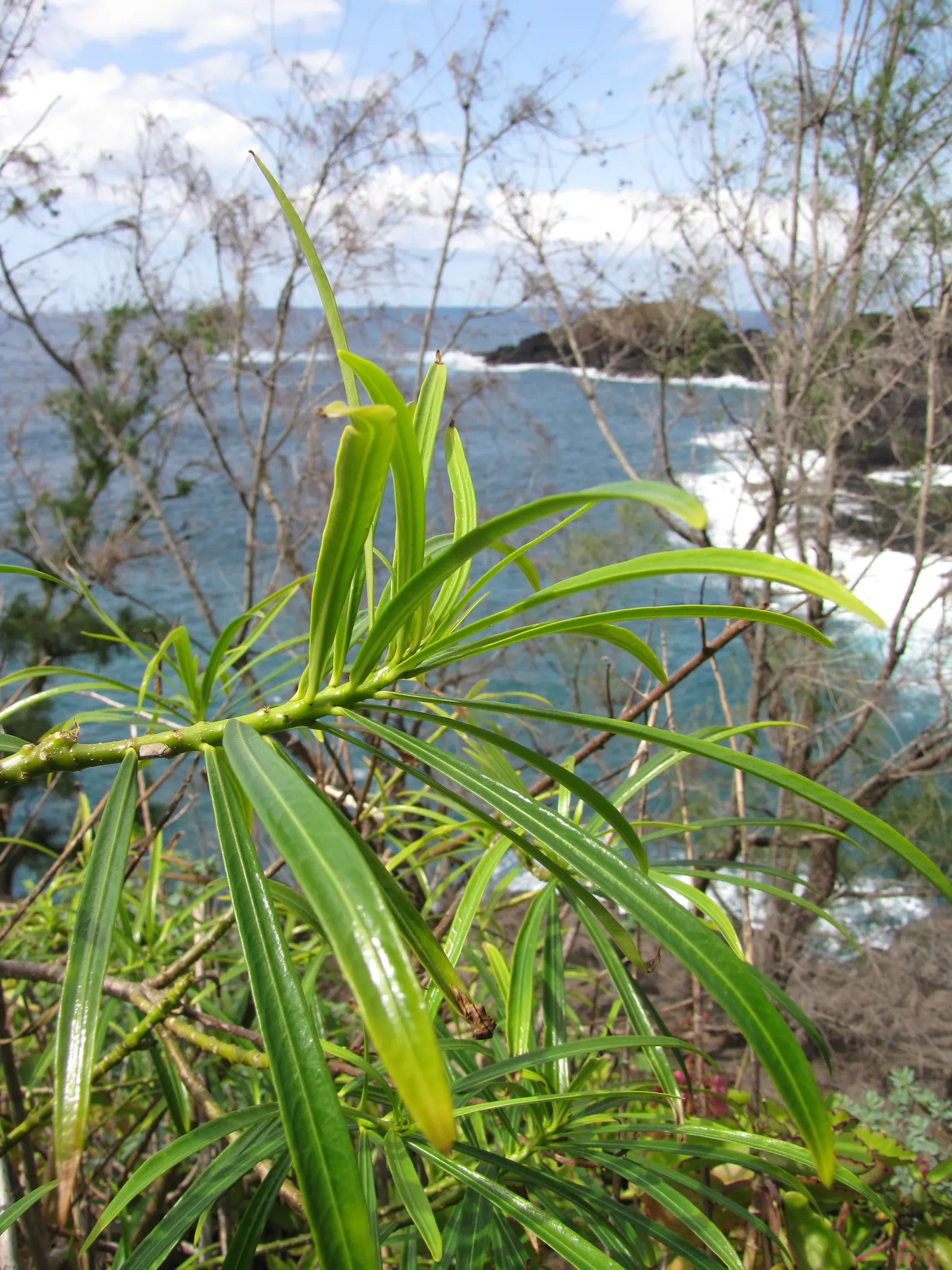 Yellow-Oleander (Thevetia Peruviana) — Yellow-Oleander (Thevetia peruviana) is a tropical, evergreen shrub or small tree, reaching 10-20 ft, image 57
