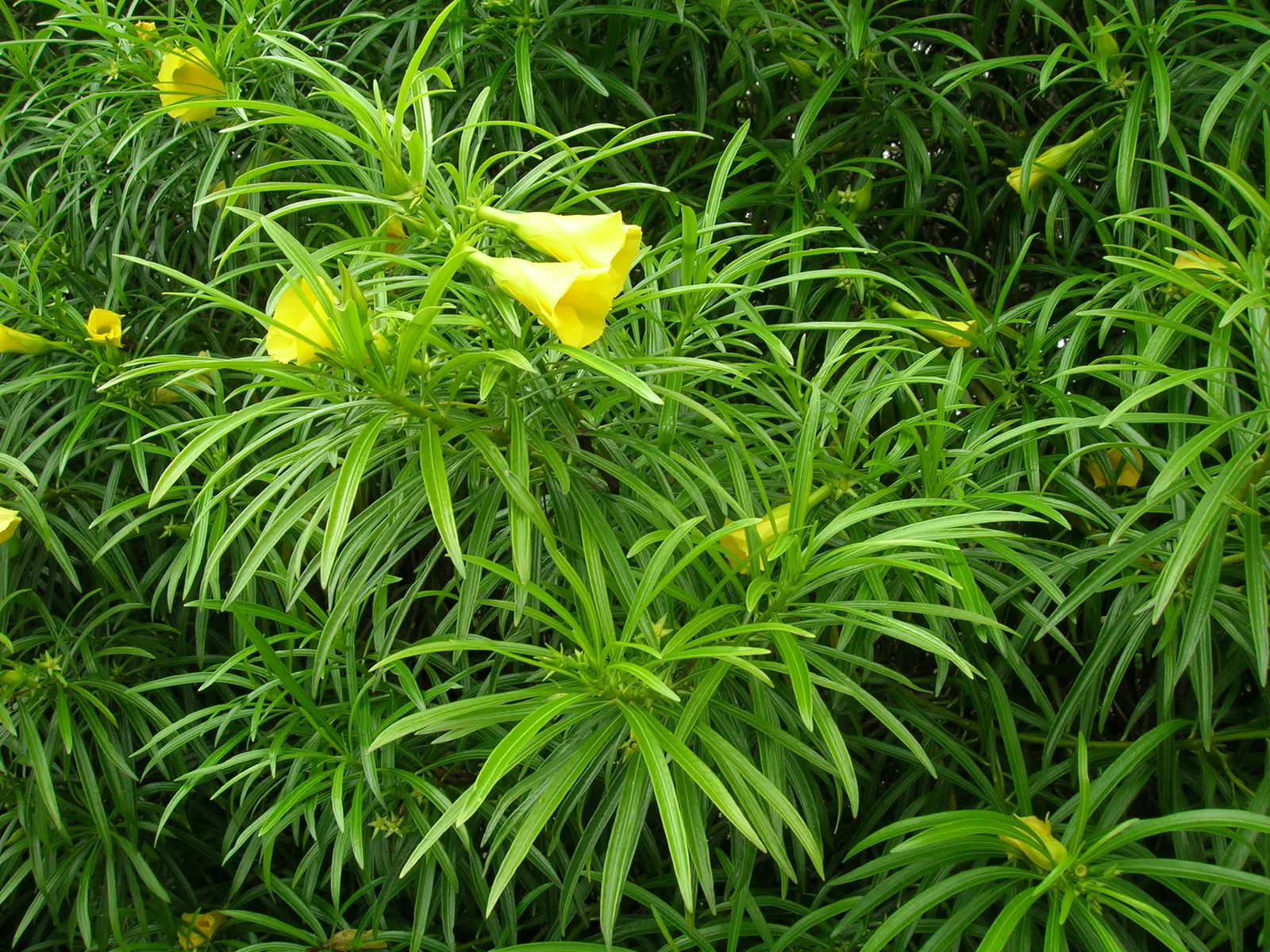 Yellow-Oleander (Thevetia Peruviana) — Caution: All parts are highly toxic if ingested; due to its toxicity and potential to grow to a significant, image 60