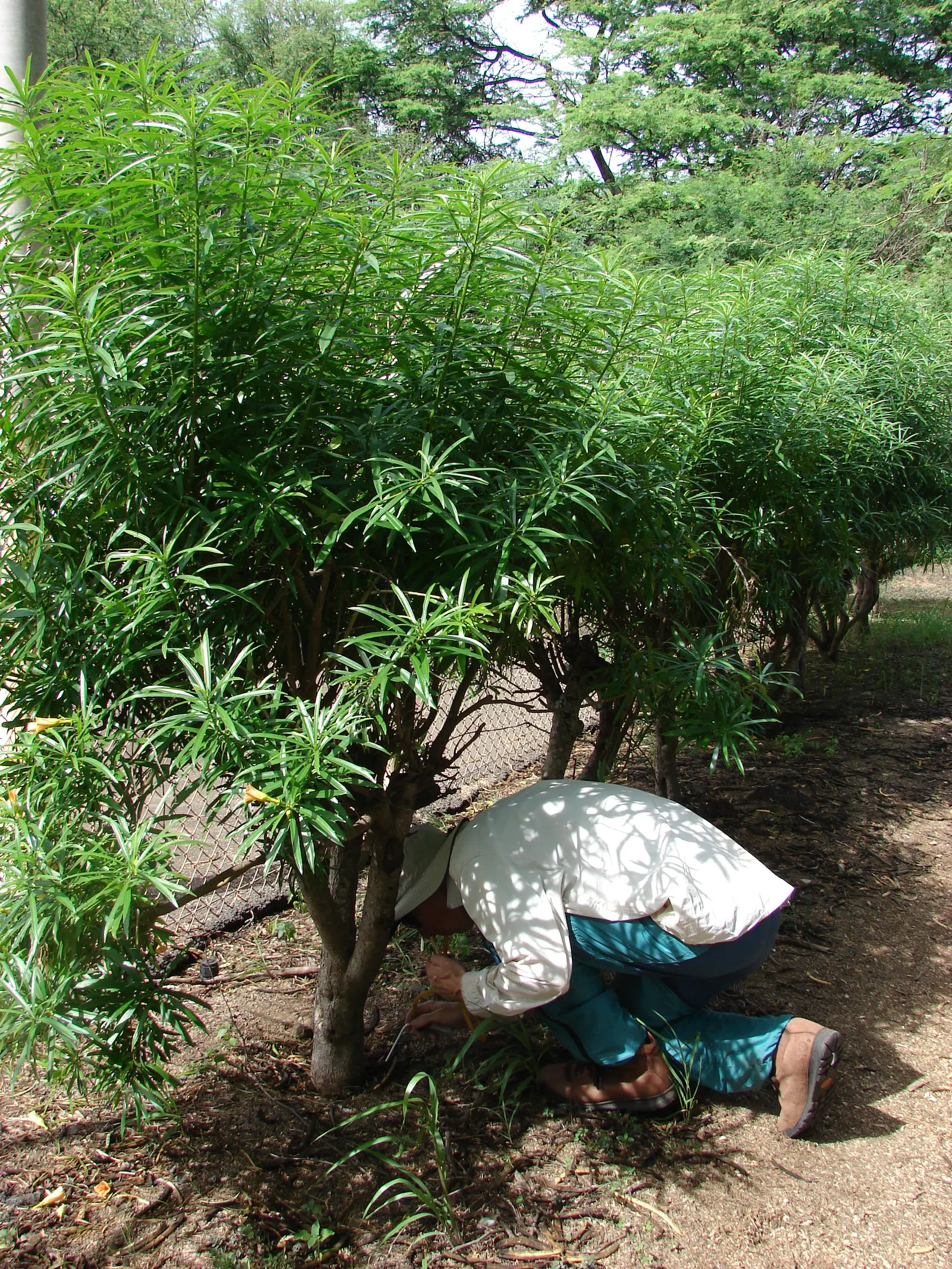 Yellow-Oleander (Thevetia Peruviana) — moderate watering is recommended; caution: All parts are highly toxic if ingested, image 153