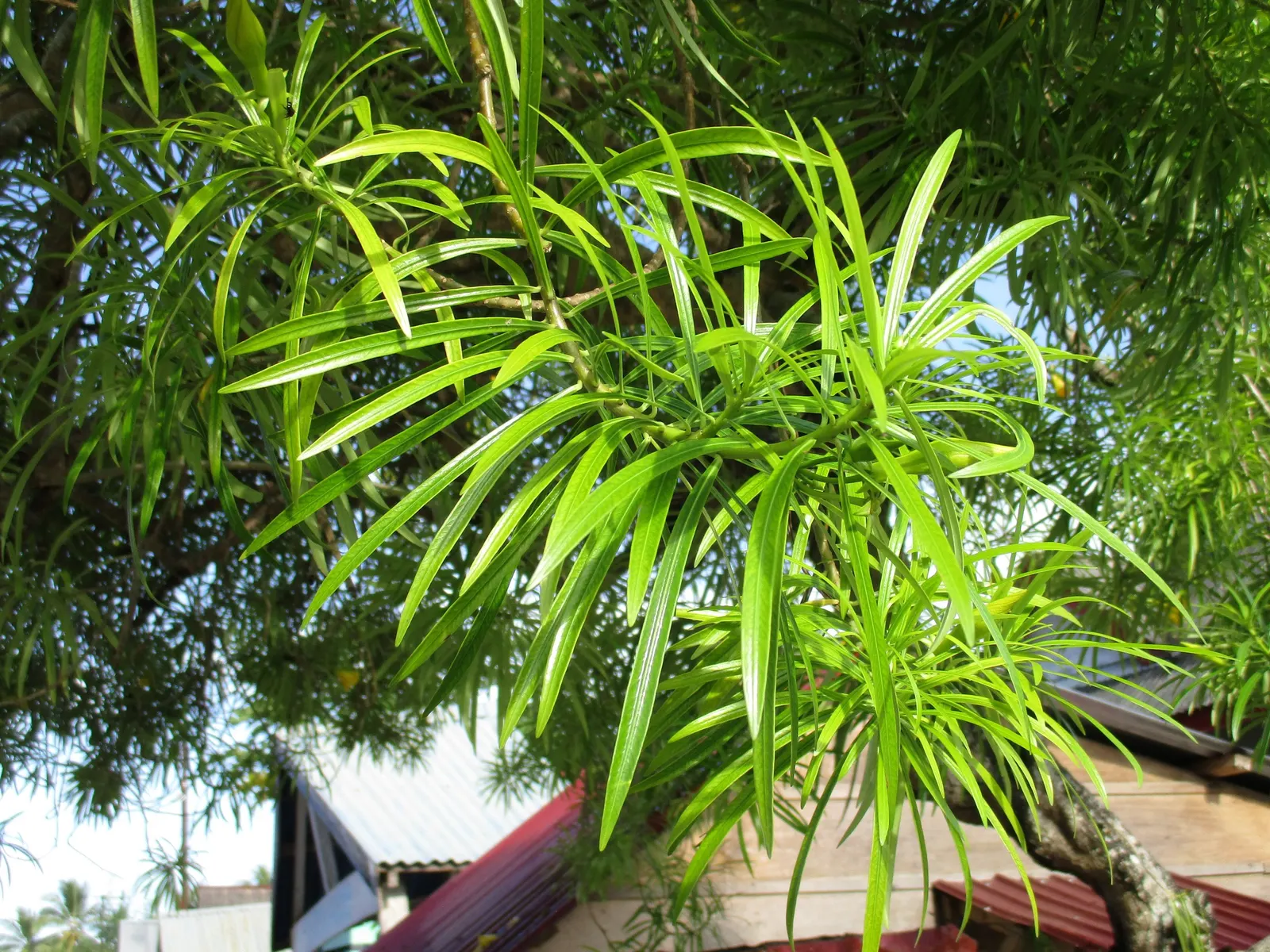 Yellow-Oleander (Thevetia Peruviana) — Caution: All parts are highly toxic if ingested; due to its toxicity and potential to grow to a significant size