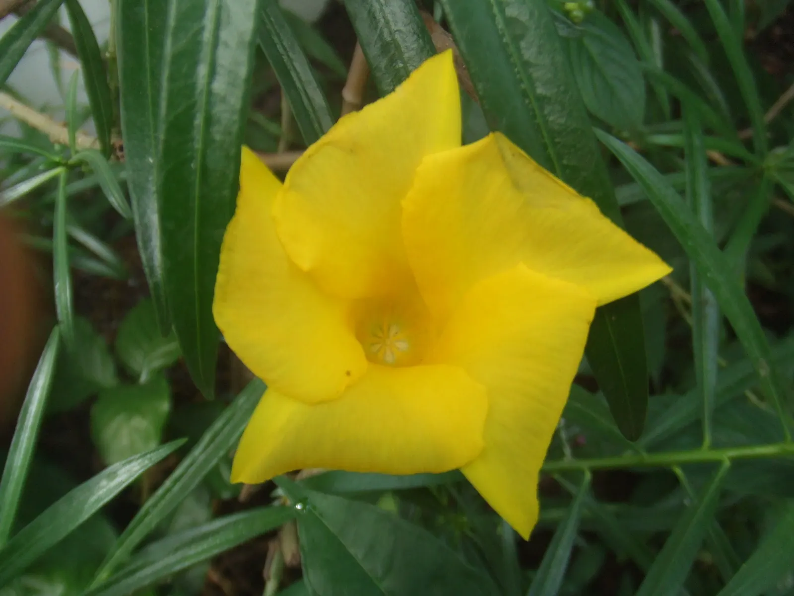 Yellow-Oleander (Thevetia Peruviana) — attracting pollinators such as bees and butterflies to the garden; <br><br>Originating from Central and, image 74