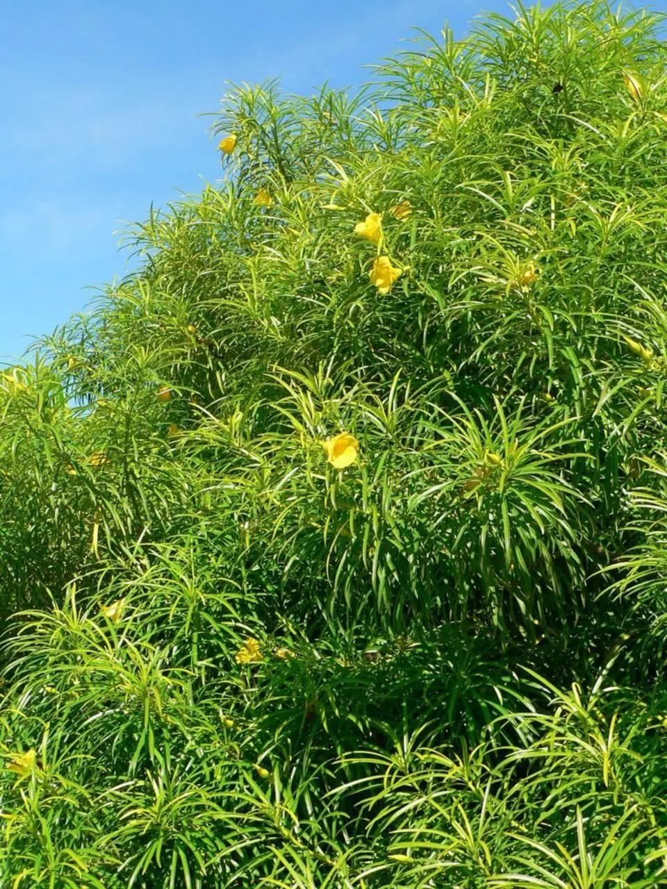 Yellow-Oleander (Thevetia Peruviana) — Caution: All parts are highly toxic if ingested; due to its toxicity and potential to grow to a significant, image 88