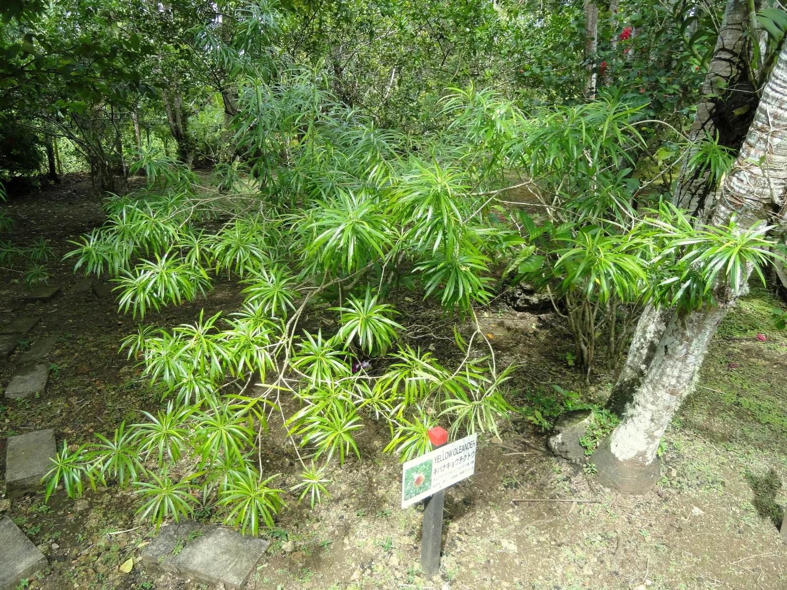 Yellow-Oleander (Thevetia Peruviana) — Ideal for accent planting and hedges; caution: All parts are highly toxic if ingested, image 89