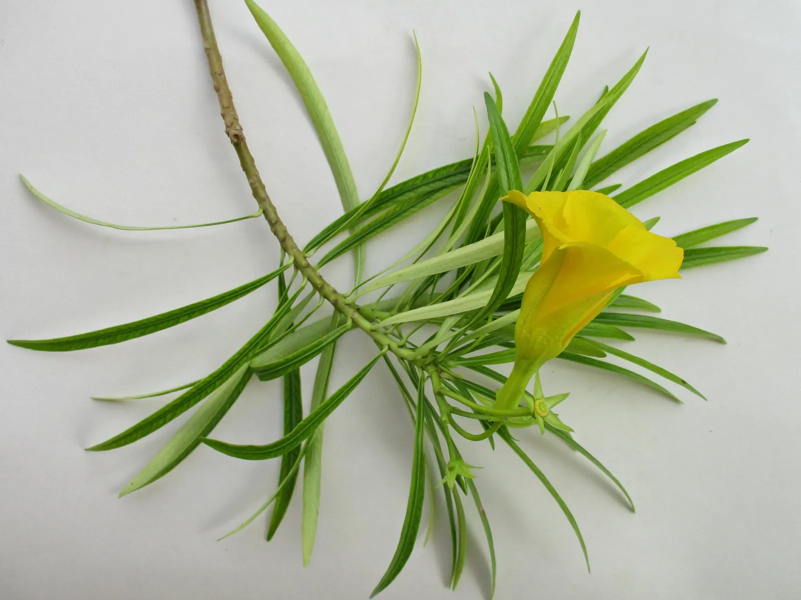 Yellow-Oleander (Thevetia Peruviana) — is a highly ornamental shrub that offers a striking display with its vibrant yellow; due to its toxicity and, image 64