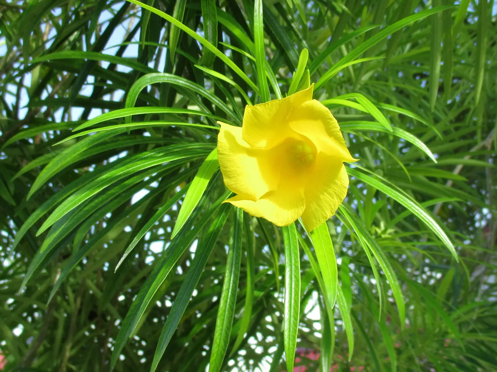 Yellow-Oleander (Thevetia Peruviana) — due to its toxicity and potential to grow to a significant size; caution: All parts are highly toxic if ingested