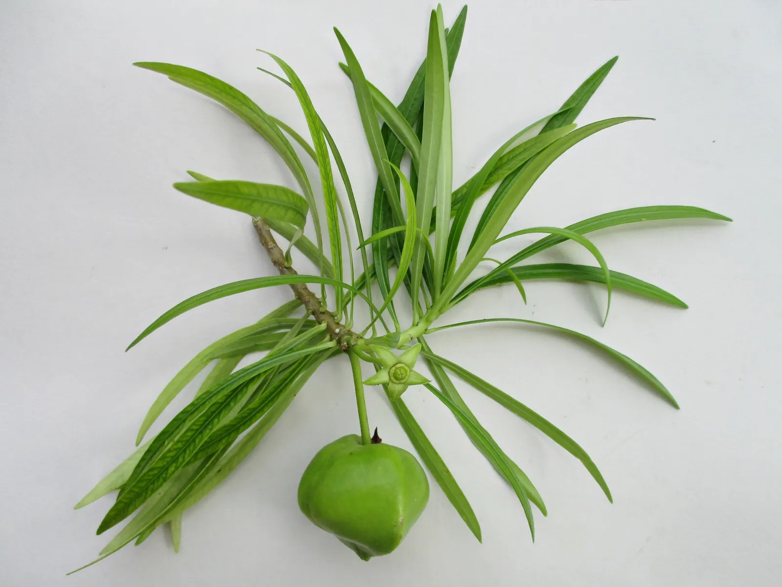 Yellow-Oleander (Thevetia Peruviana) — The plant's sap can also be irritating to the skin.<br><br>For maintenance; attracting pollinators such as, image 79