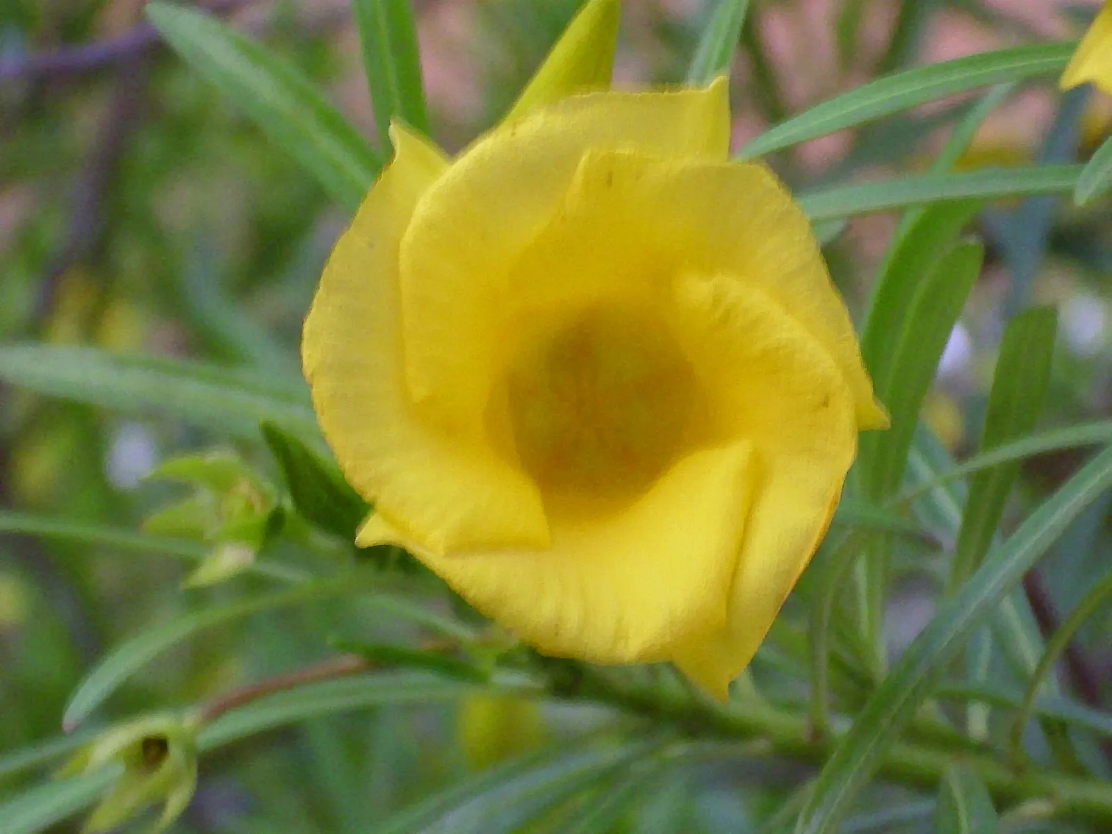 Yellow-Oleander (Thevetia Peruviana) — scientifically known as Thevetia peruviana; attracting pollinators such as bees and butterflies to the garden, image 63