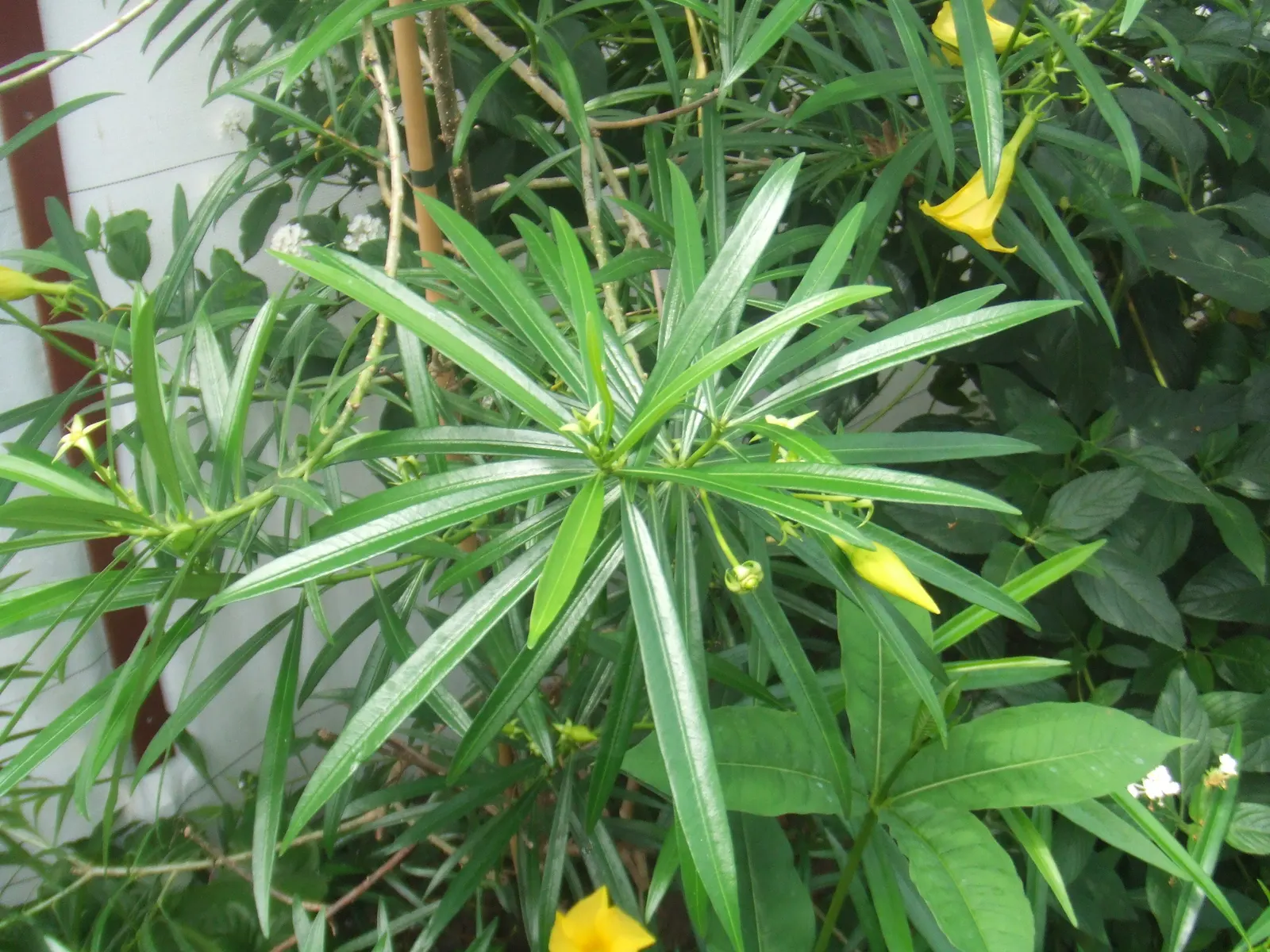 Yellow-Oleander (Thevetia Peruviana) — all parts of the Yellow Oleander plant are toxic if ingested; caution: All parts are highly toxic if ingested