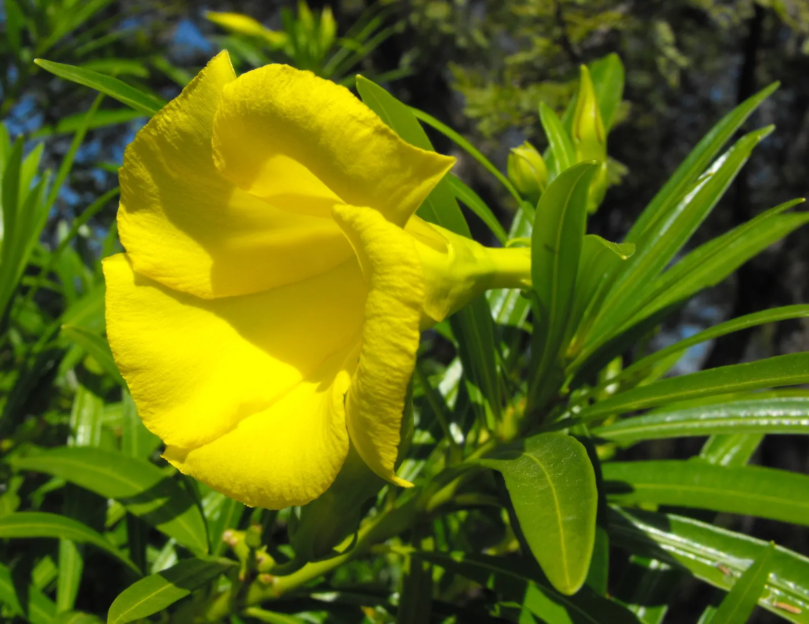 Yellow-Oleander (Thevetia Peruviana) — contribute to the plant's lush texture; due to its toxicity and potential to grow to a significant size, image 128