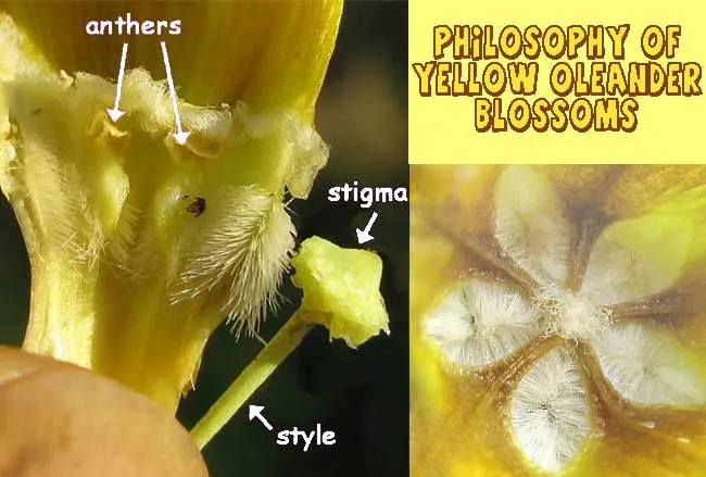 Yellow-Oleander (Thevetia Peruviana) — is a highly ornamental shrub that offers a striking display with its vibrant yellow