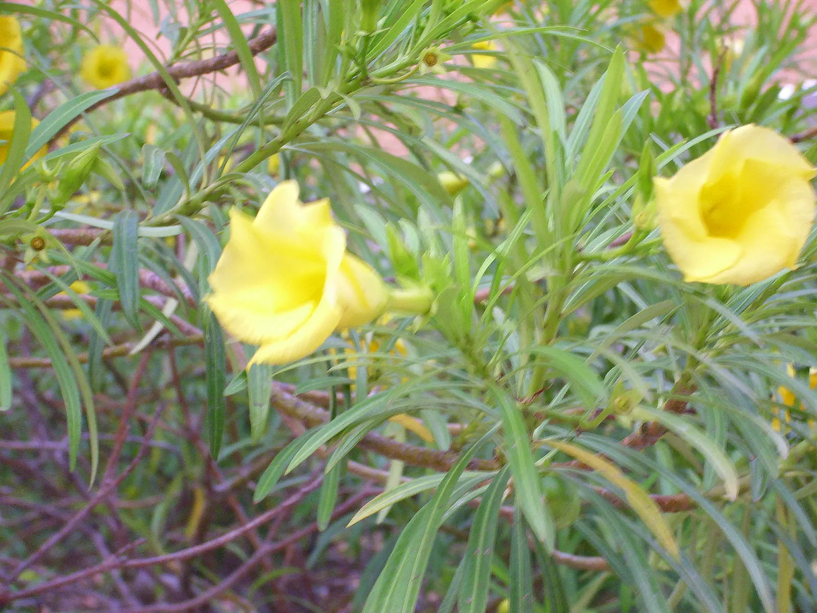 Yellow-Oleander (Thevetia Peruviana) — this evergreen shrub can grow anywhere between 6 to 12 feet in height with a spread of 6 to 10 feet, image 66