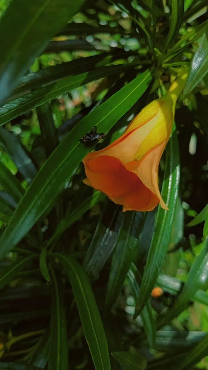 Yellow-Oleander (Thevetia Peruviana) — The plant's sap can also be irritating to the skin.<br><br>For maintenance