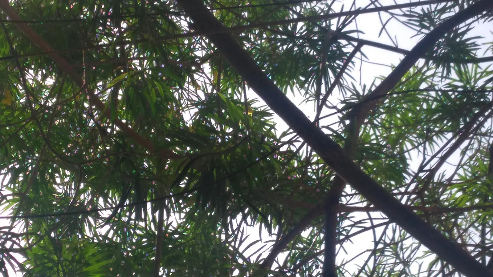 Yellow-Oleander (Thevetia Peruviana) — all parts of the Yellow Oleander plant are toxic if ingested