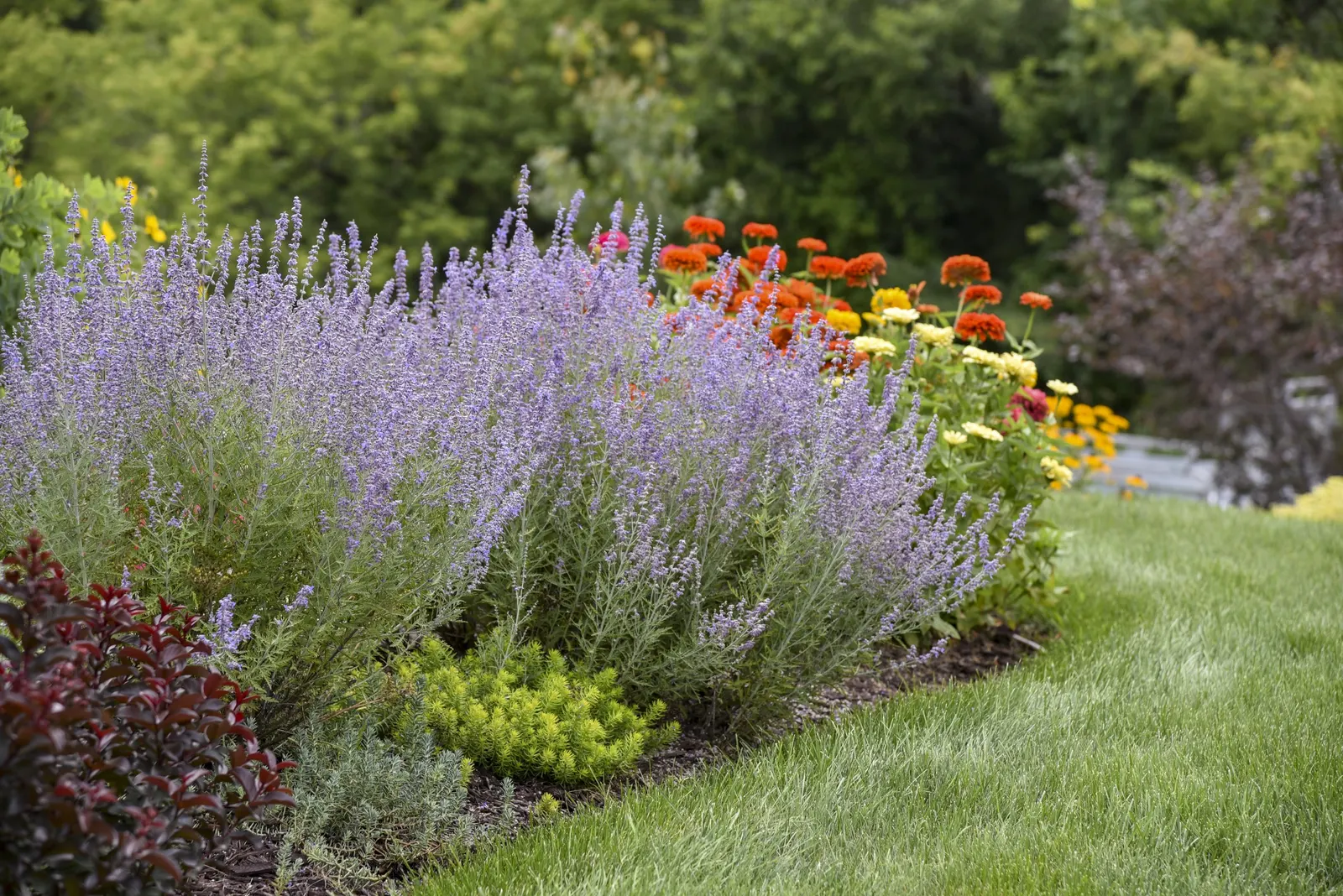 'Denim 'n Lace' Russian Sage (Perovskia atriplicifolia) — well-drained soil; it tolerates poor soils