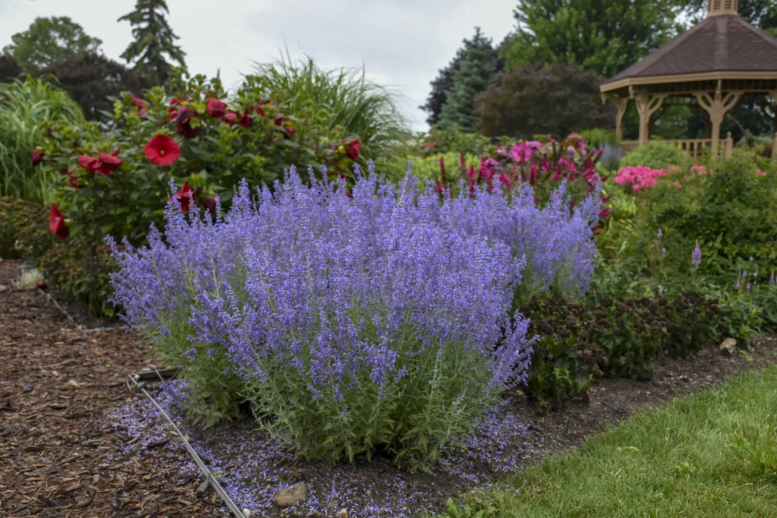 'Denim 'n Lace' Russian Sage (Perovskia atriplicifolia) — The Perovskia atriplicifolia 'Denim 'n Lace'