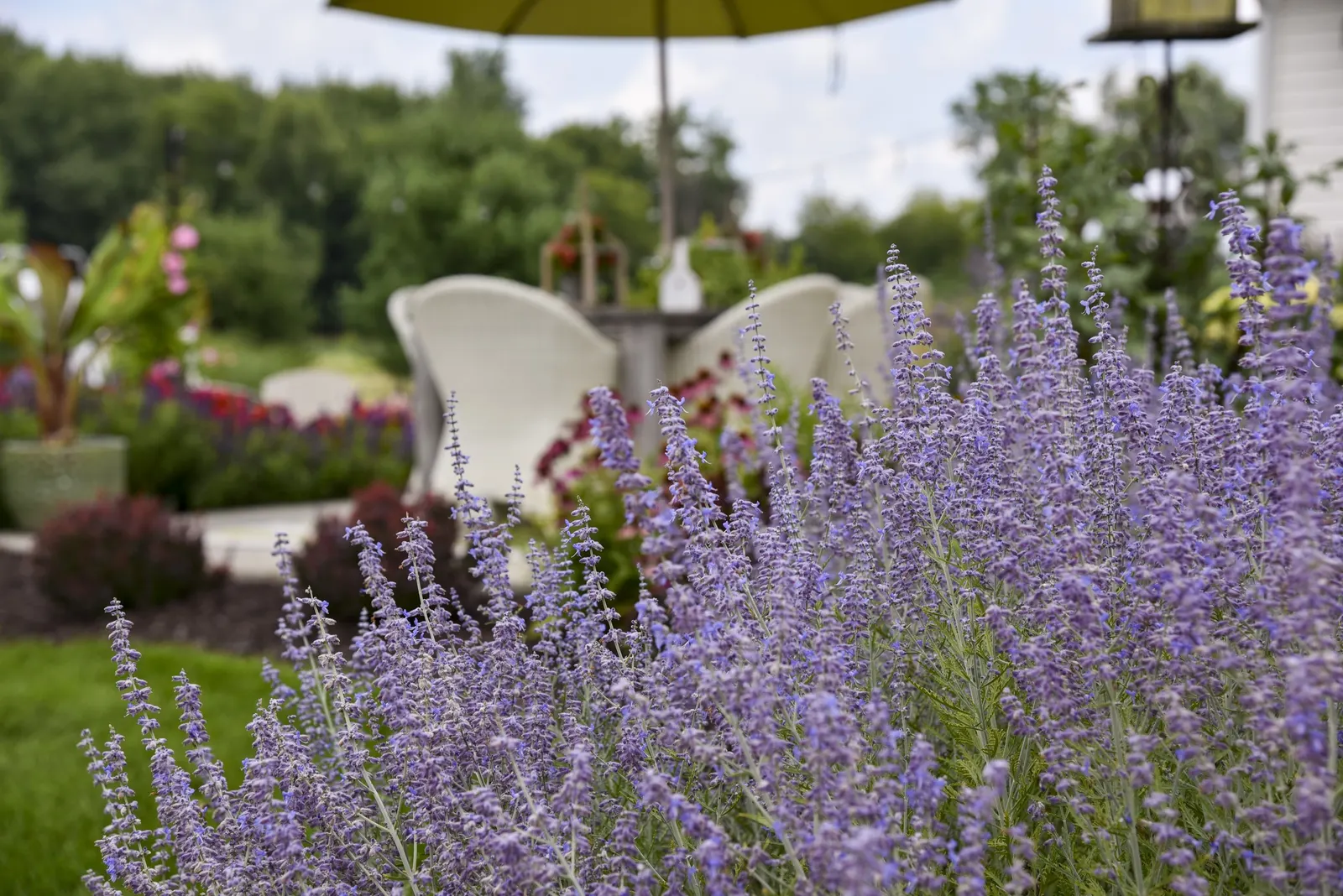'Denim 'n Lace' Russian Sage (Perovskia atriplicifolia) — Its bright sky-blue flowers rise in lacy plumes from amethyst calyxes