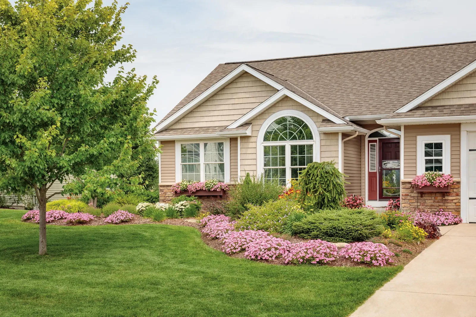 Daisy May® Shasta Daisy (Leucanthemum superbum) — though gardeners in favorable conditions often report especially vigorous clumps that merit generous spacing