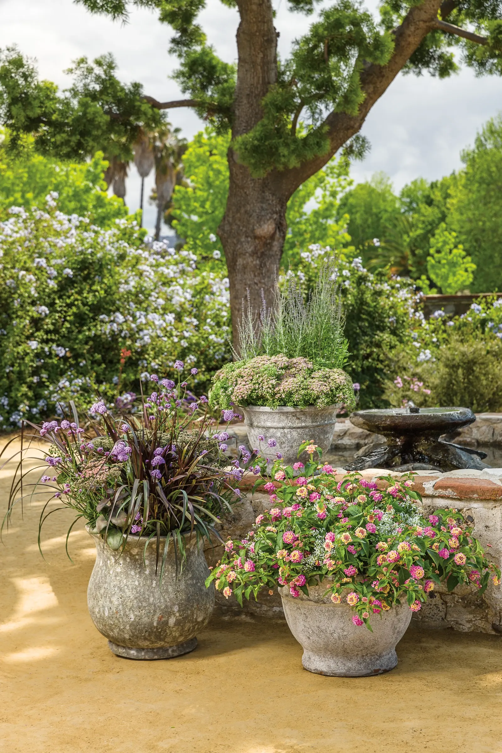 'Pure Joy' Stonecrop (Sedum hybrid) — Performs best in full sun and poor to average