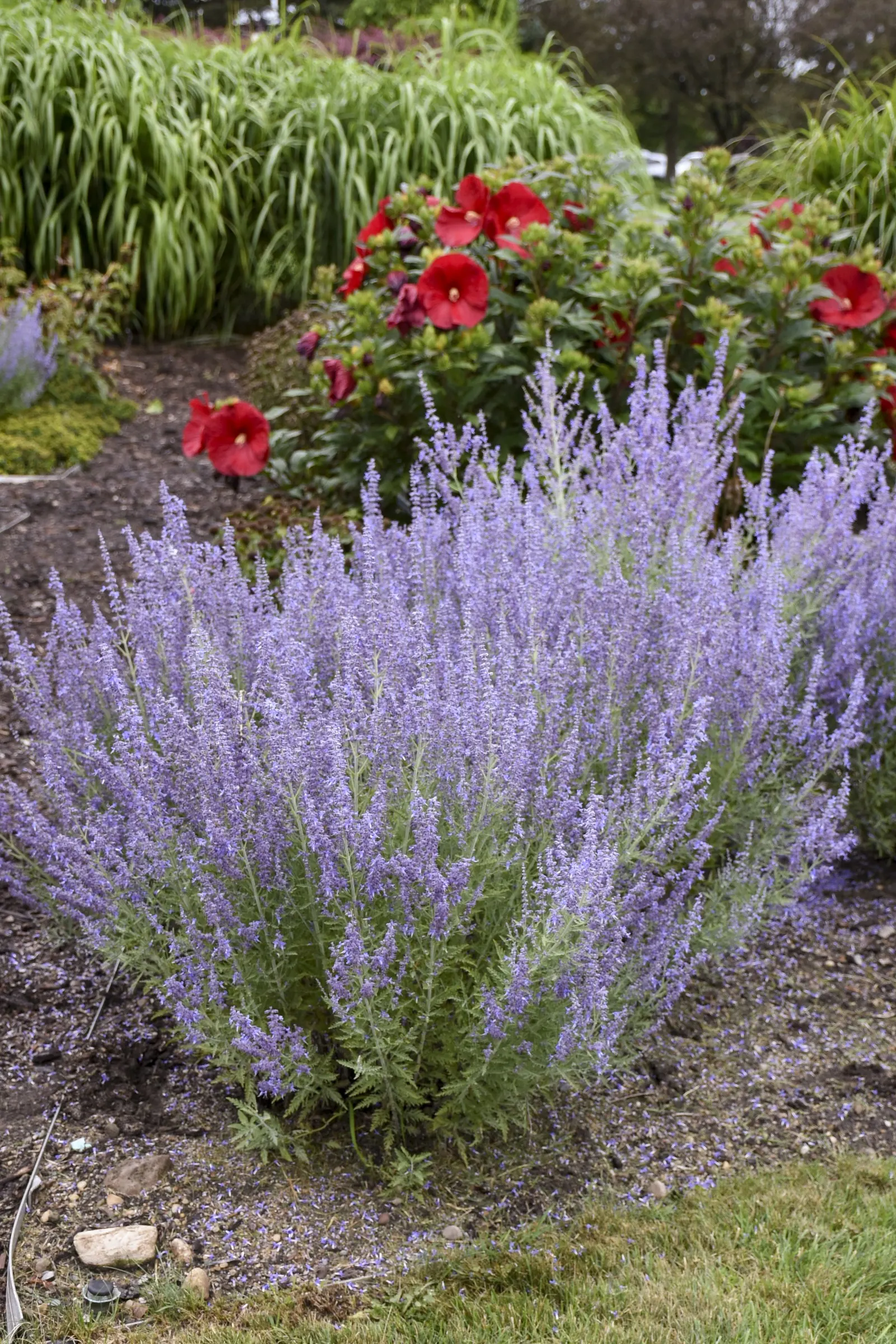 'Denim 'n Lace' Russian Sage (Perovskia atriplicifolia) — is an upright perennial with lacy sky-blue flowers