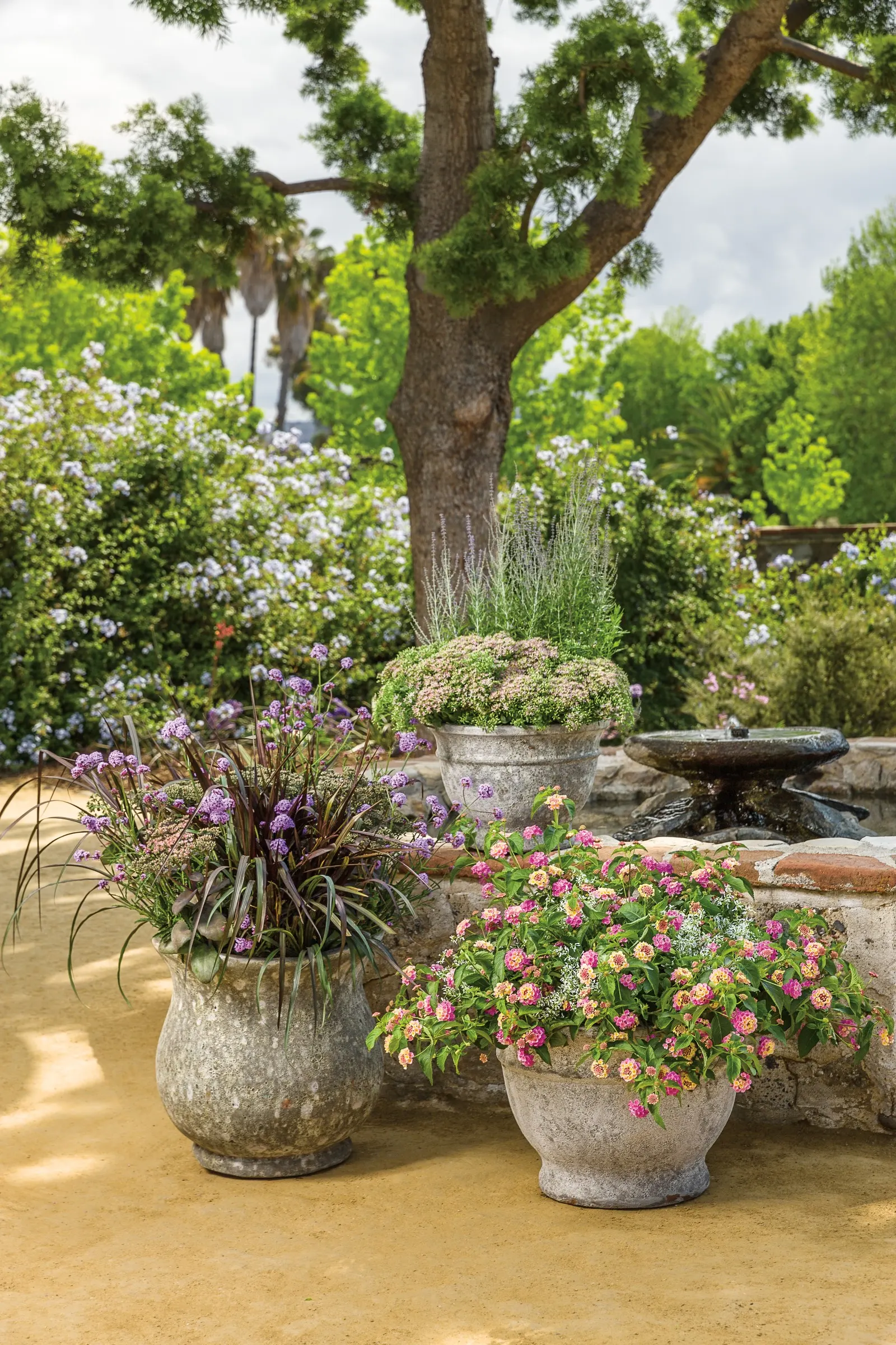 'Pure Joy' Stonecrop (Sedum hybrid) — Forms a low, rounded mound in spring, growing to just under 1' tall by summer