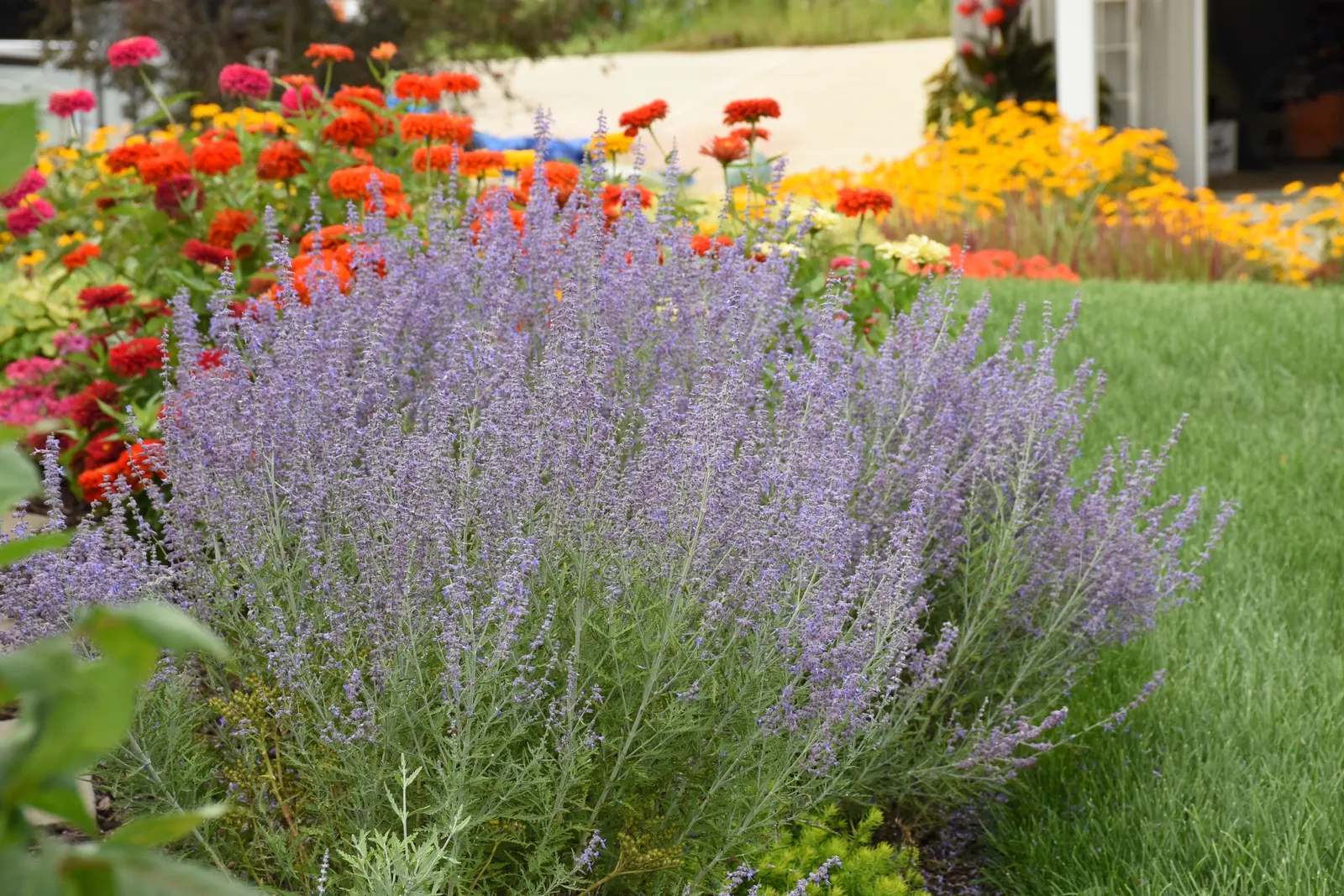 'Denim 'n Lace' Russian Sage (Perovskia atriplicifolia) — or Perovskia atriplicifolia 'Denim 'n Lace'; it matures at 28-32 inches tall and 34-38 inches wide