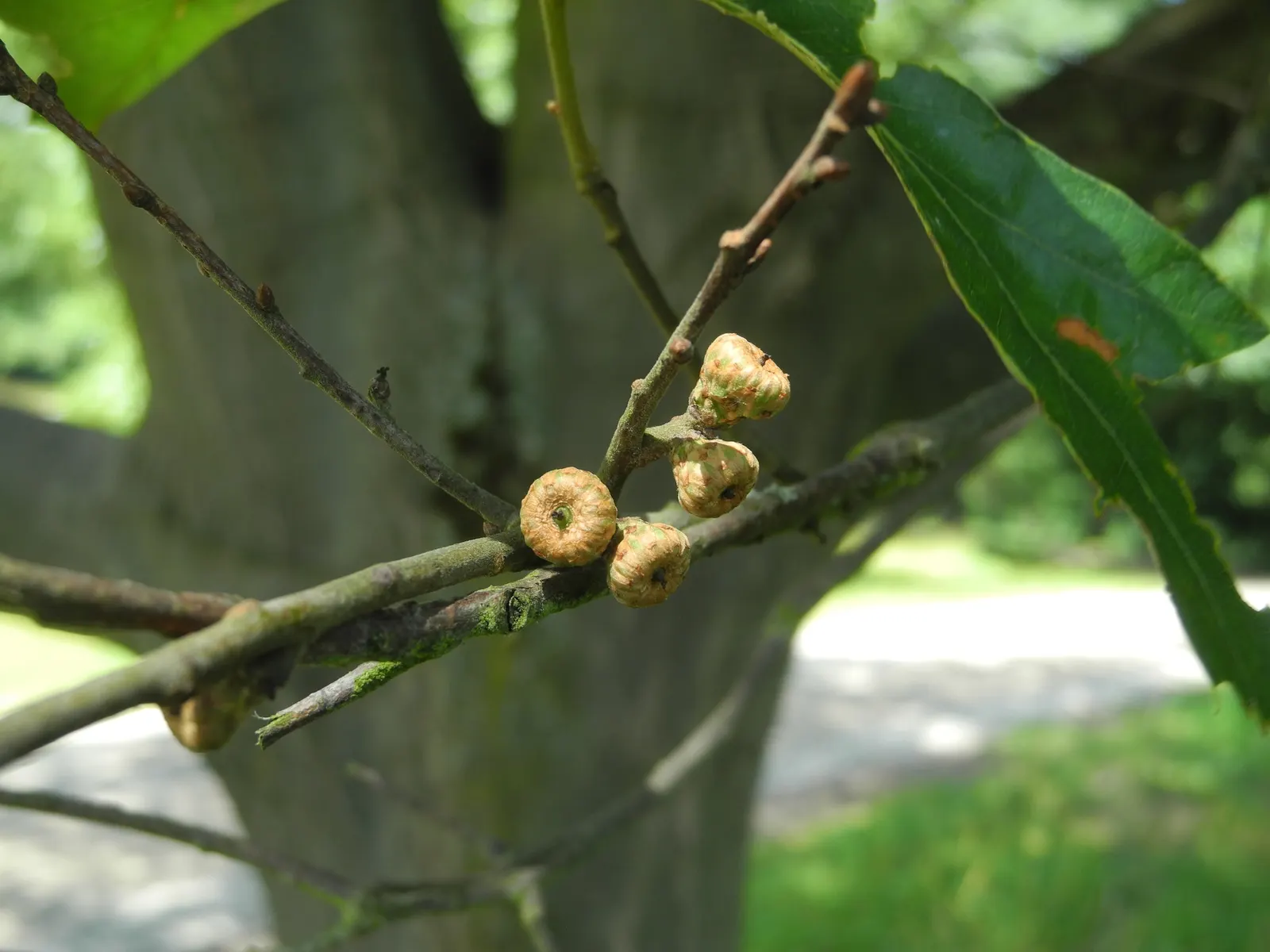 Bear Oak (Quercus Ilicifolia) — As a drought-tolerant species